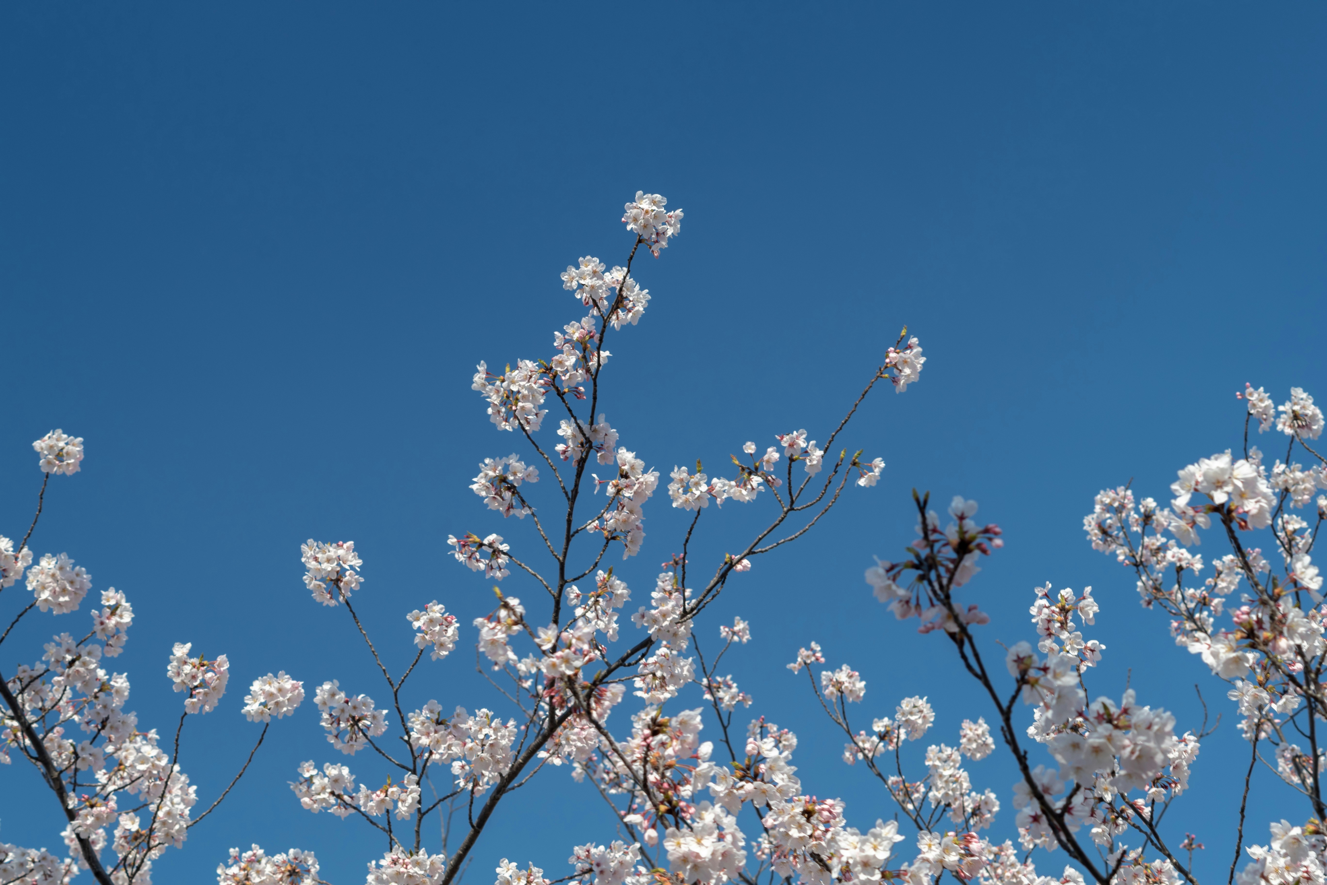 Photo by eikichishutou