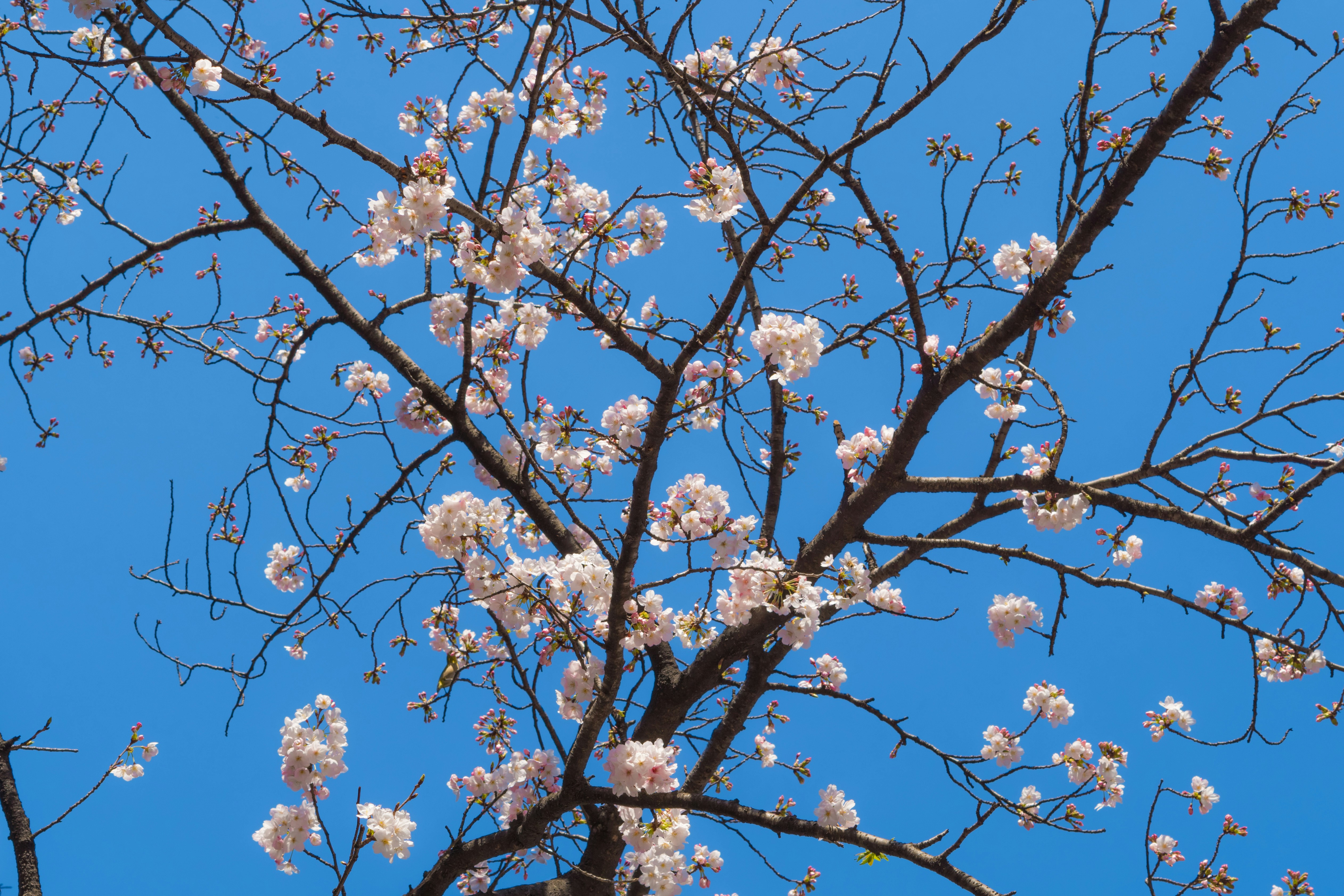 Photo by eikichishutou