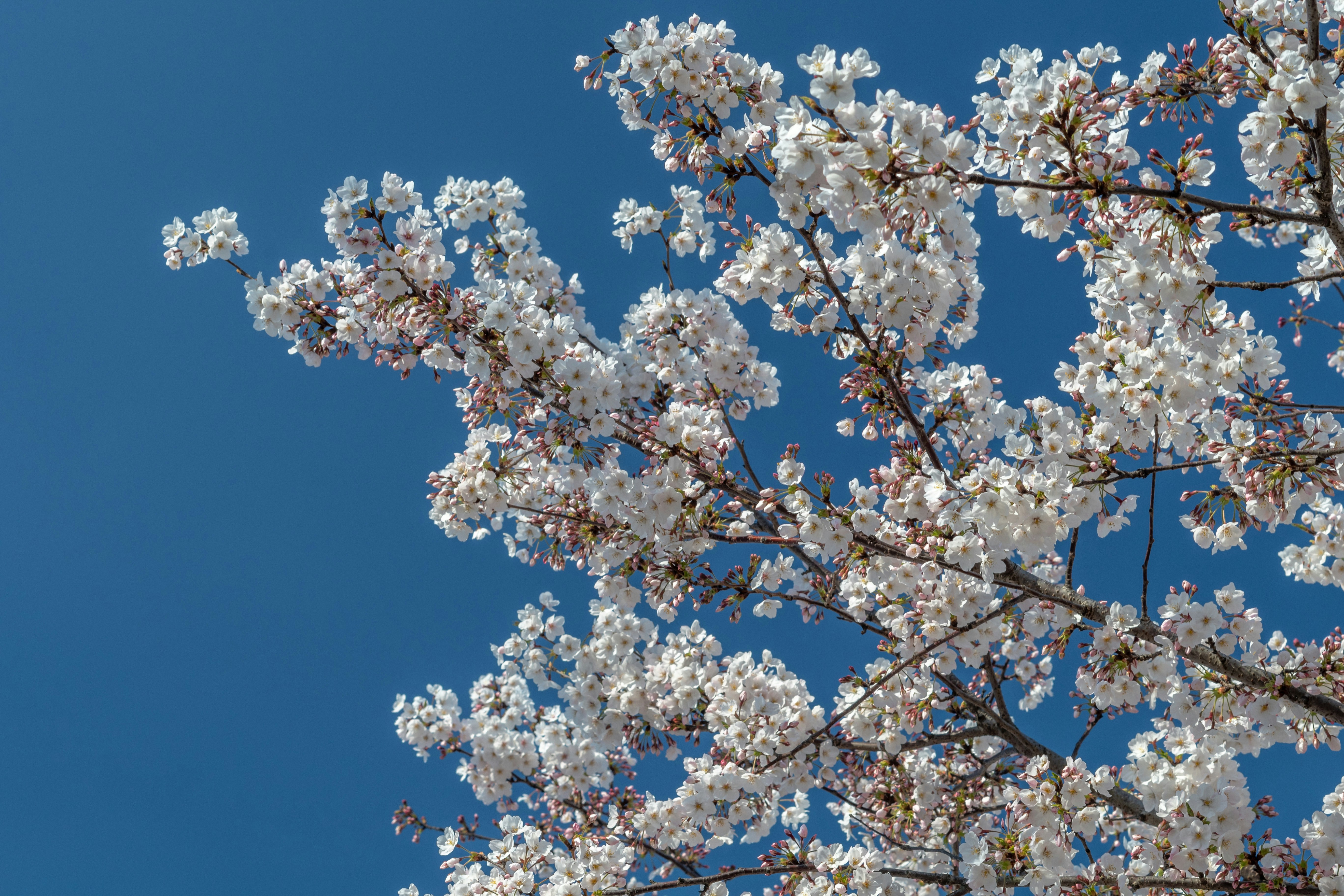 Photo by eikichishutou