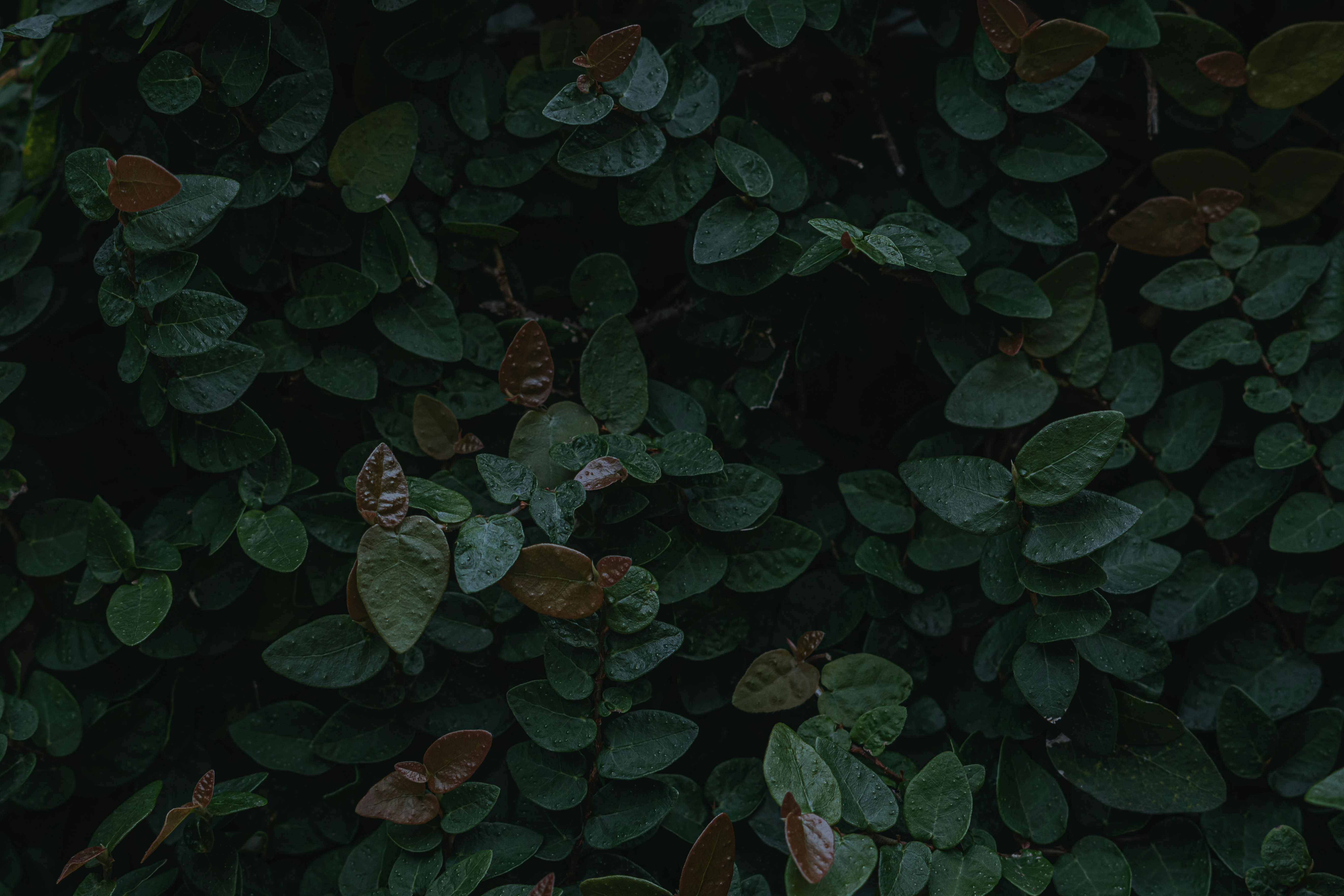 Photo by eikichishutou