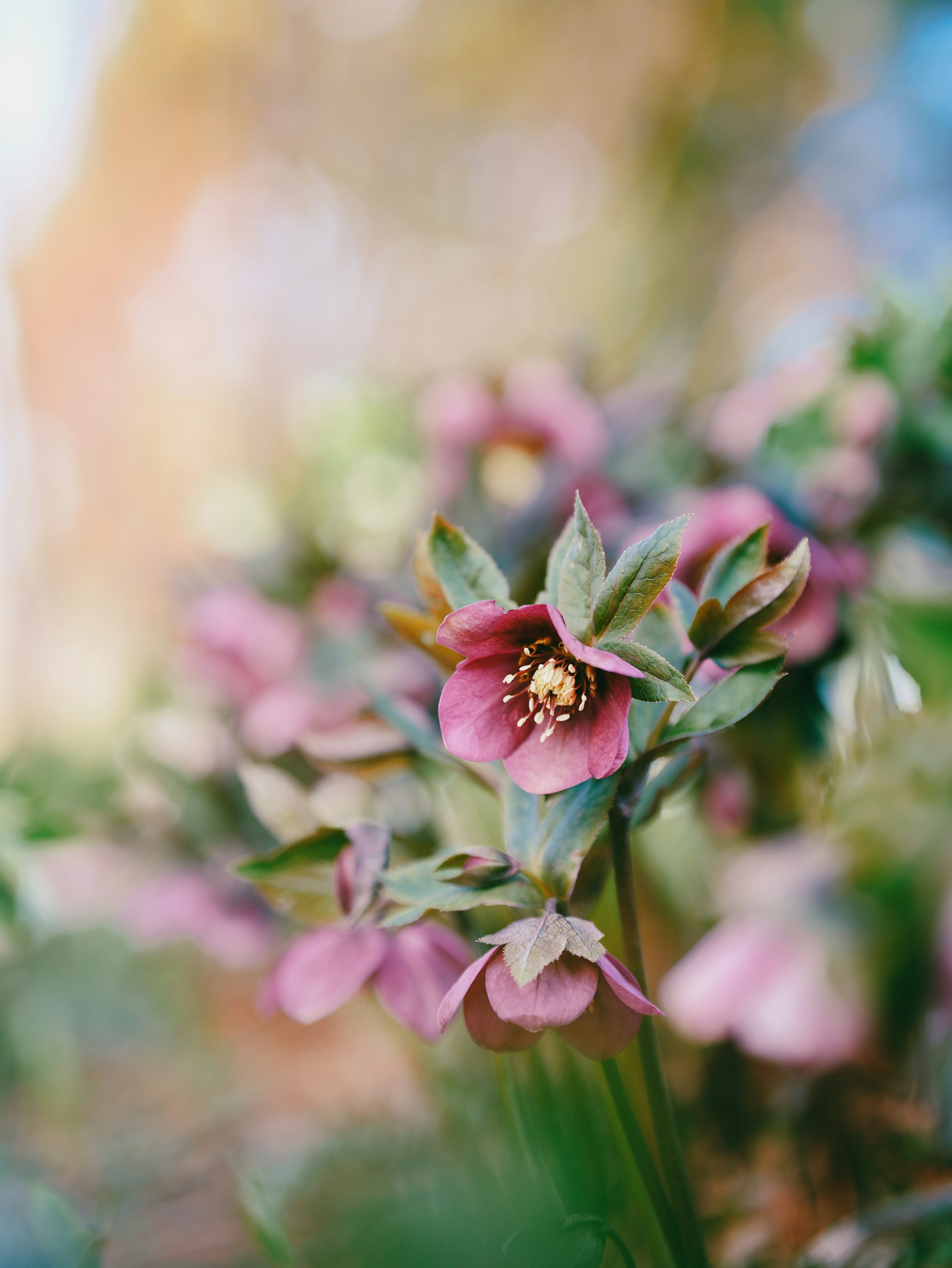 Pink hellebore flowers bloom in soft sunlight.
