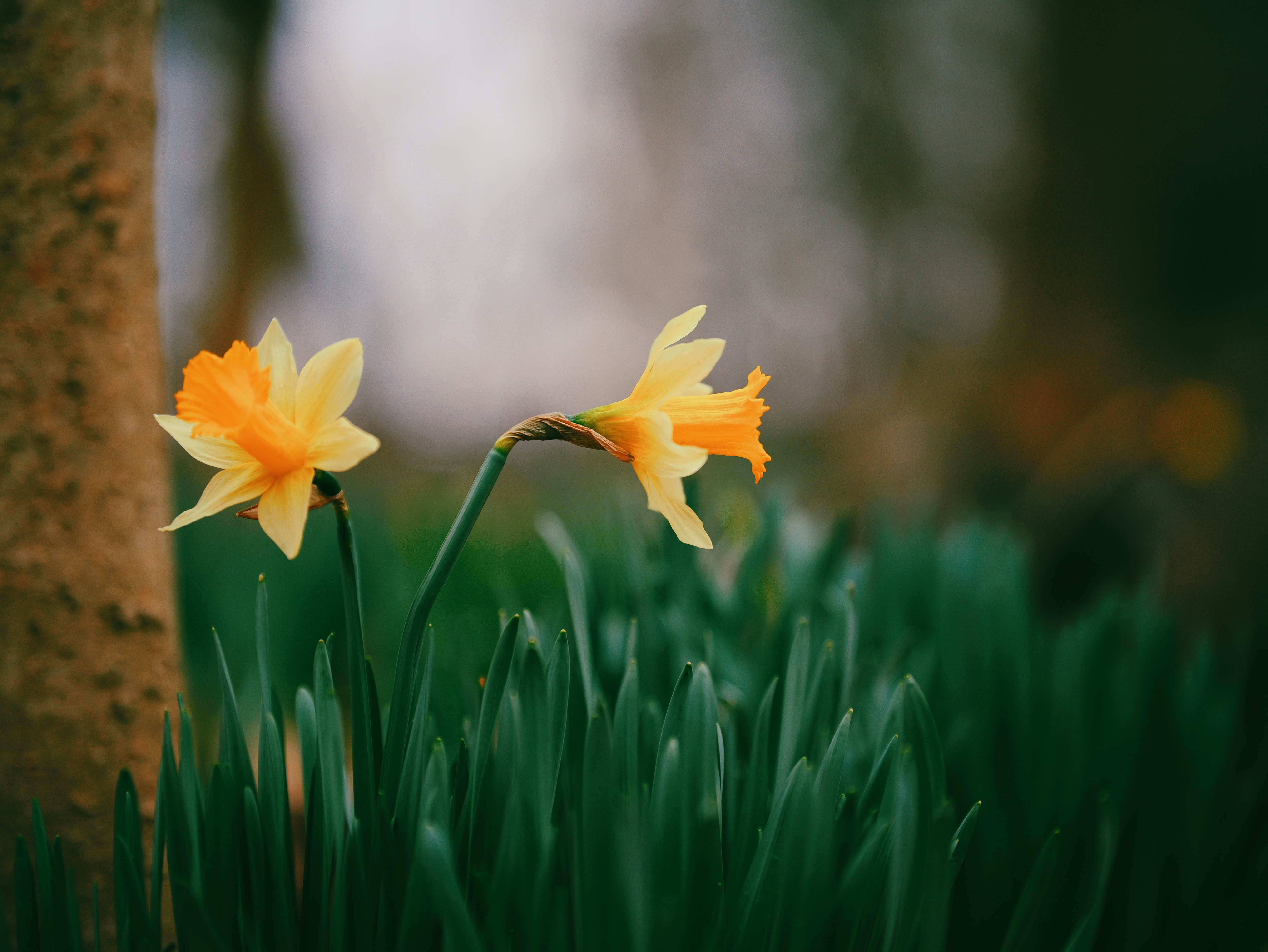Two yellow daffodils bloom among green leaves.