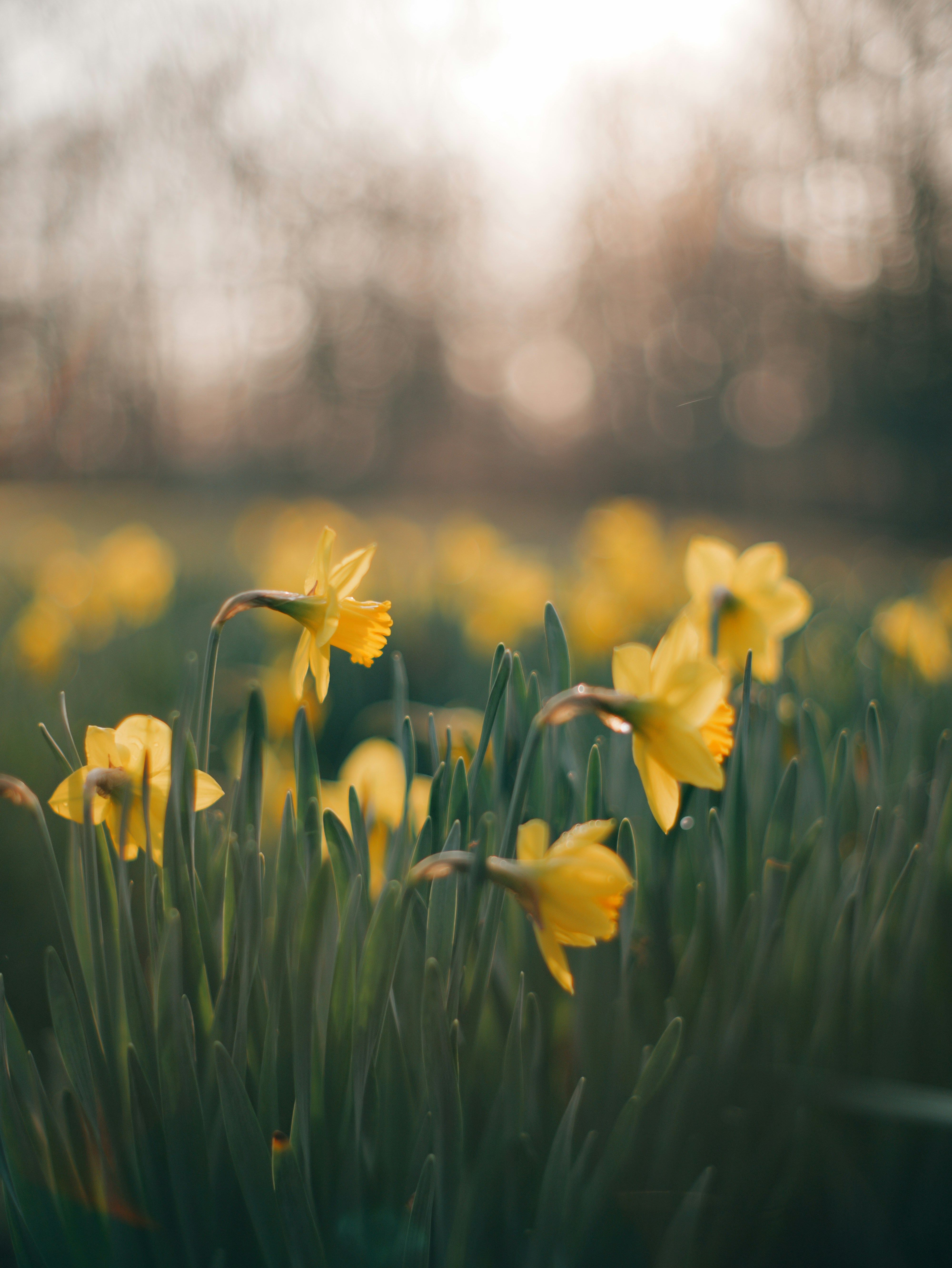 Field of yellow daffodils in soft sunlight