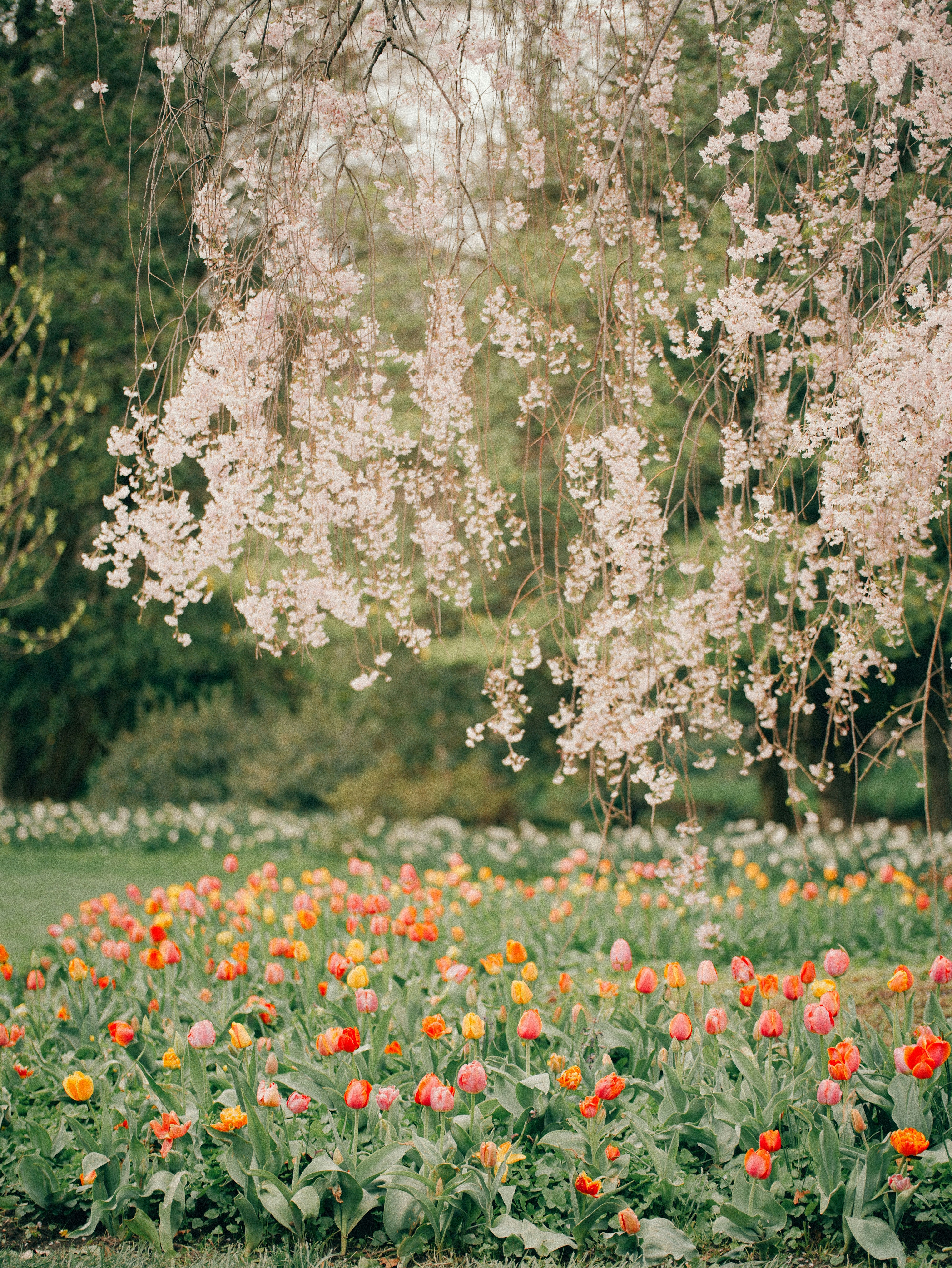 Field of colorful tulips beneath a weeping cherry tree.