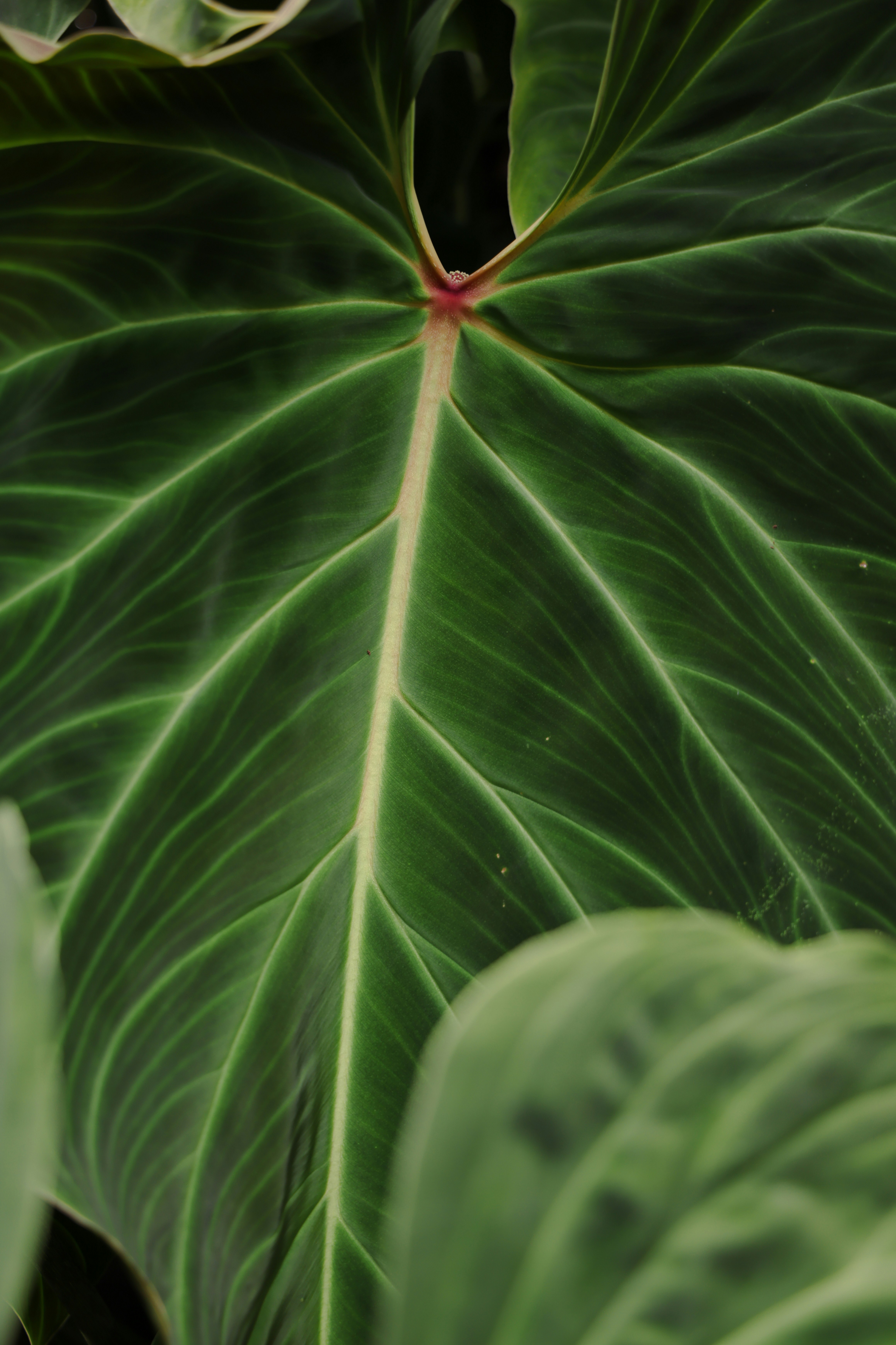 Close-up of a large, dark green tropical leaf.
