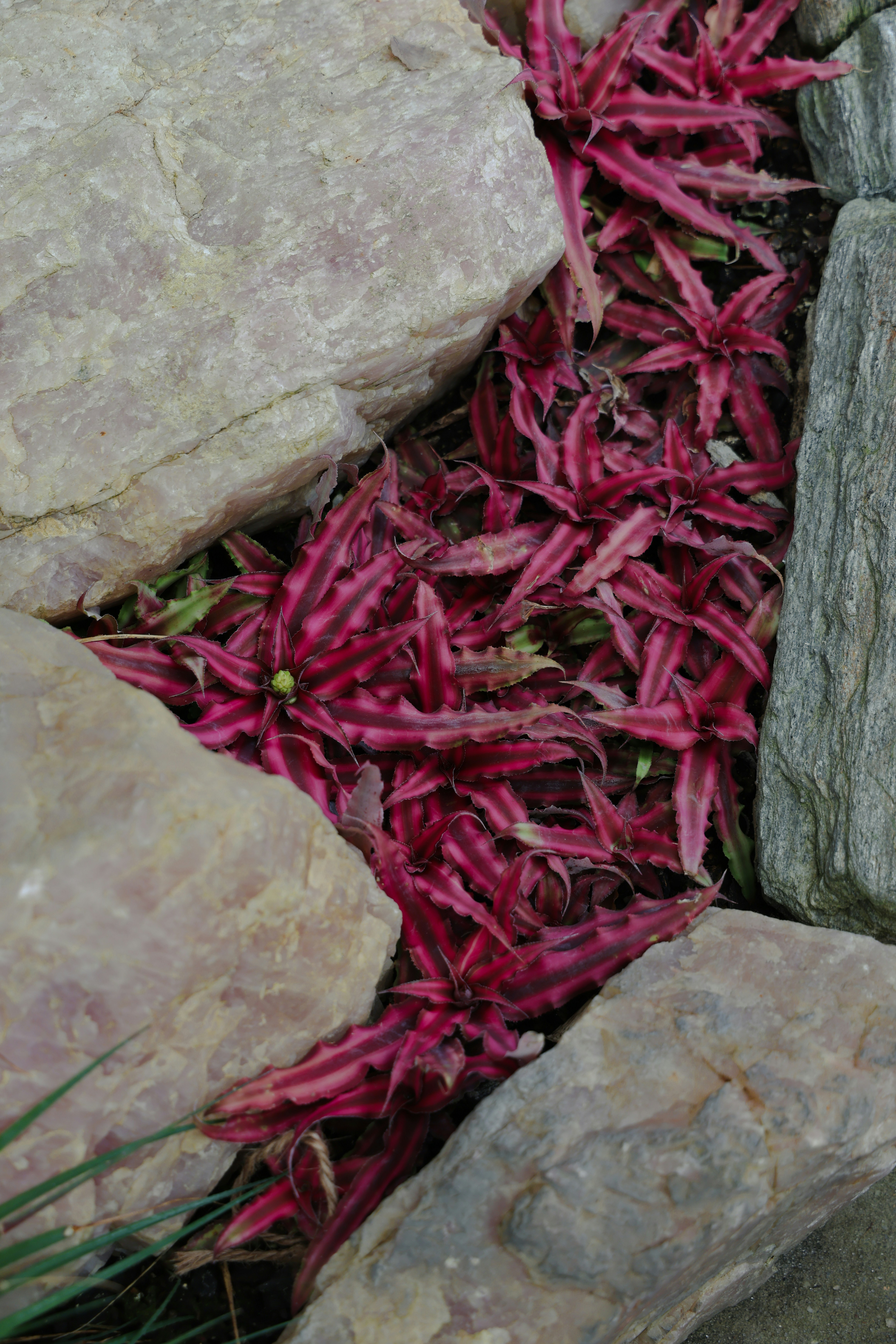 Red spiky plants nestled between large rocks