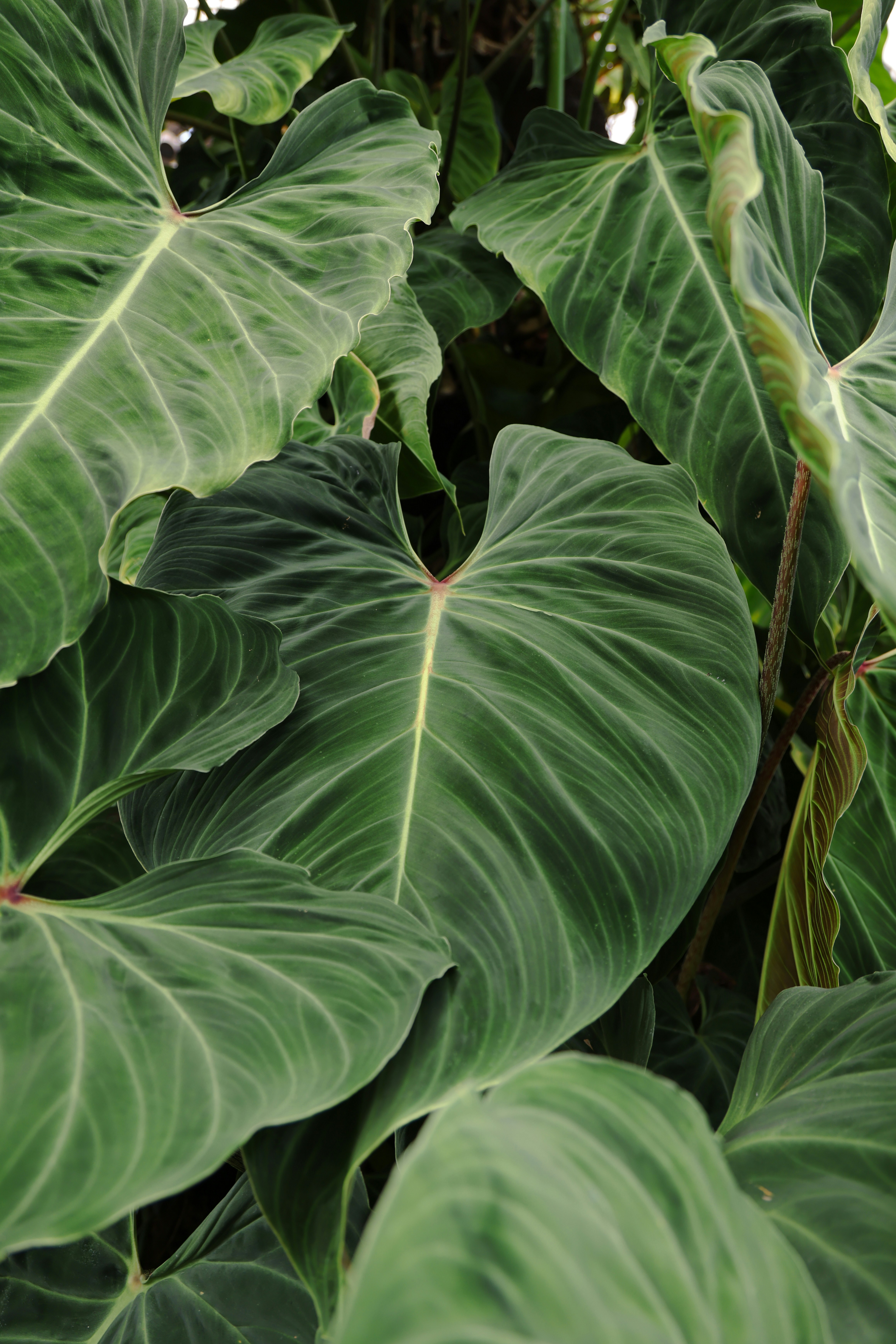 Lush green tropical plant leaves with prominent veins.