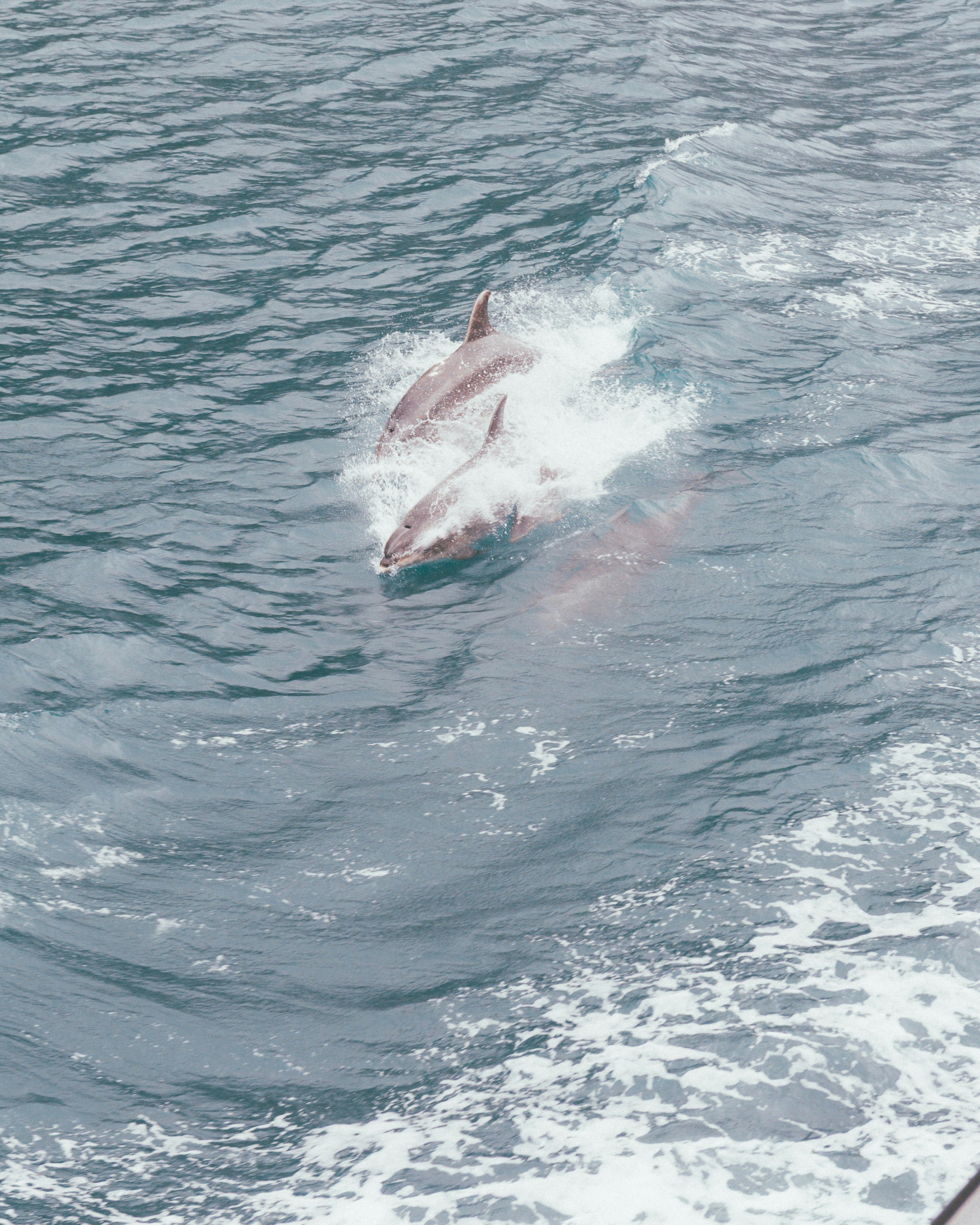 Two dolphins leaping from the ocean water