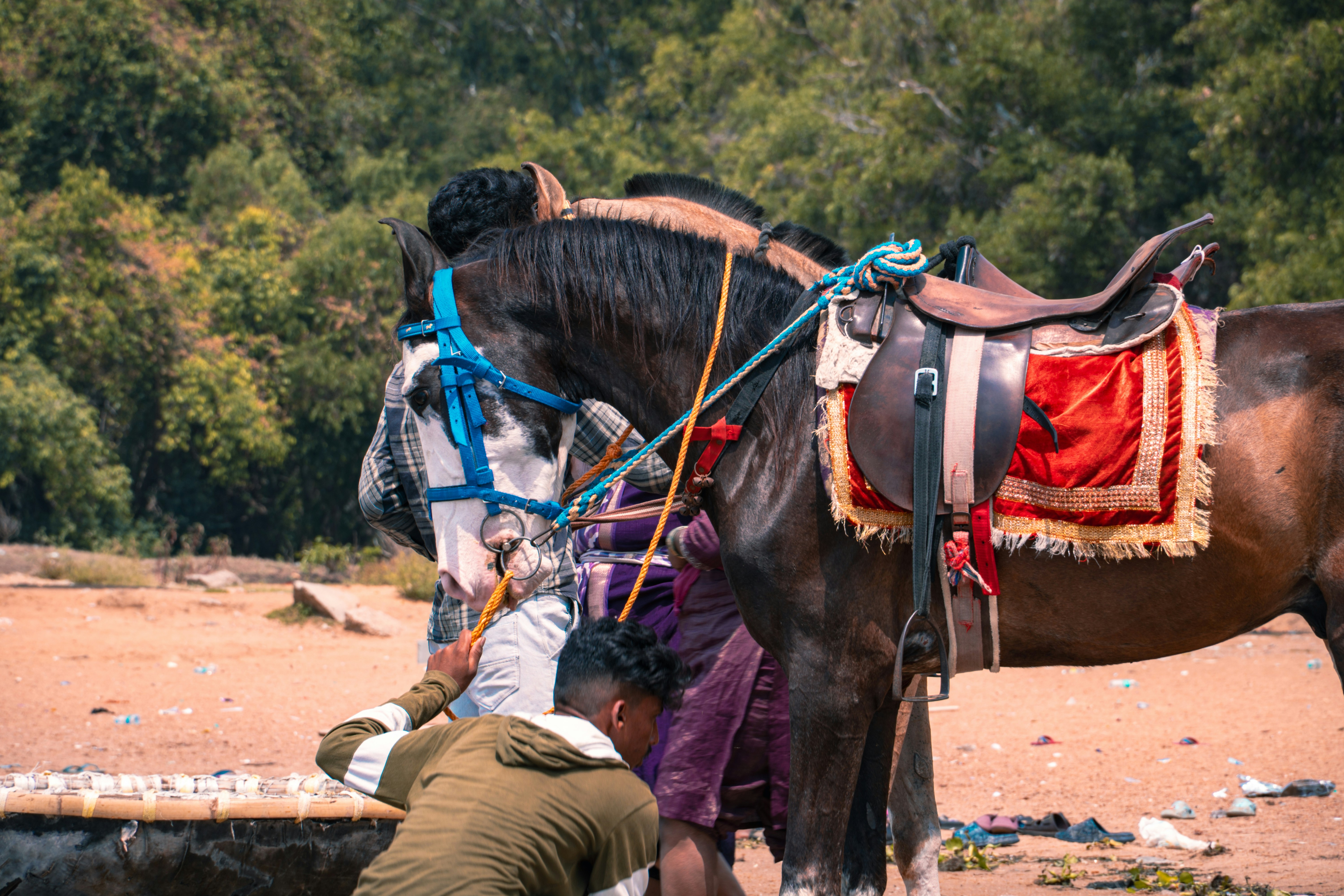 男が屋外で鞍をつけた馬に水をやっている。