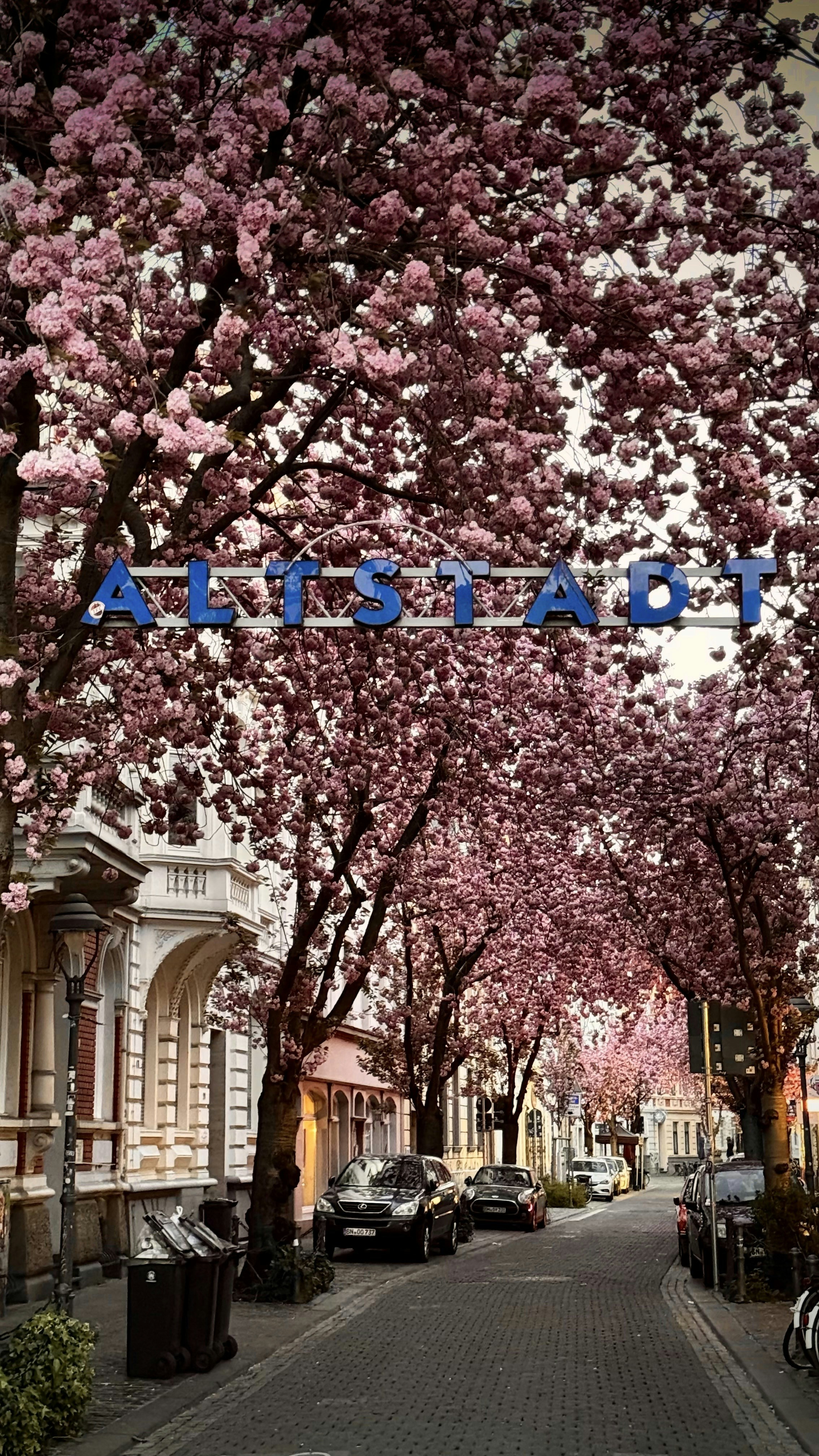 Strada fiancheggiata da ciliegi in fiore