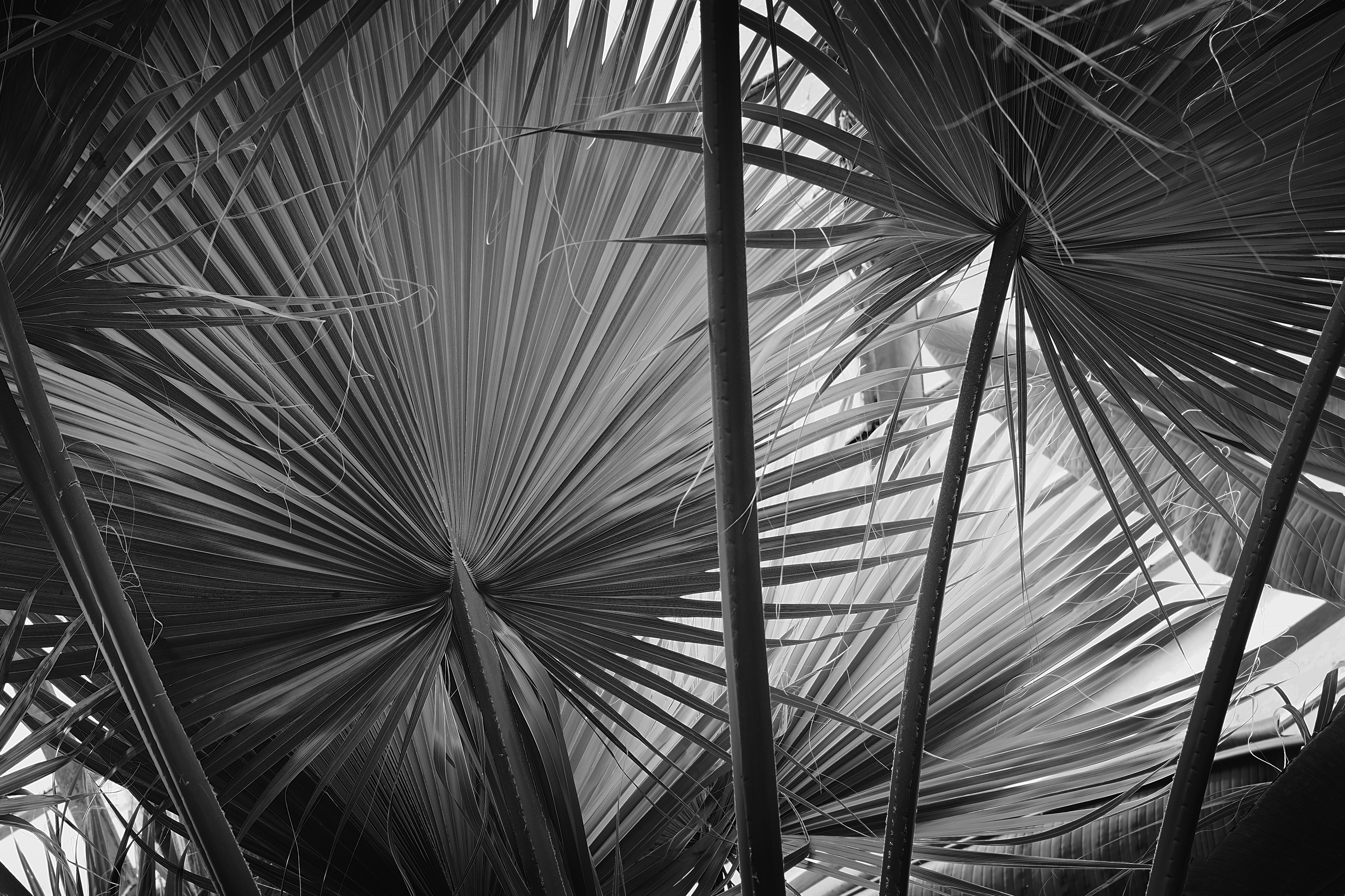 Gros plan des feuilles de palmier en noir et blanc