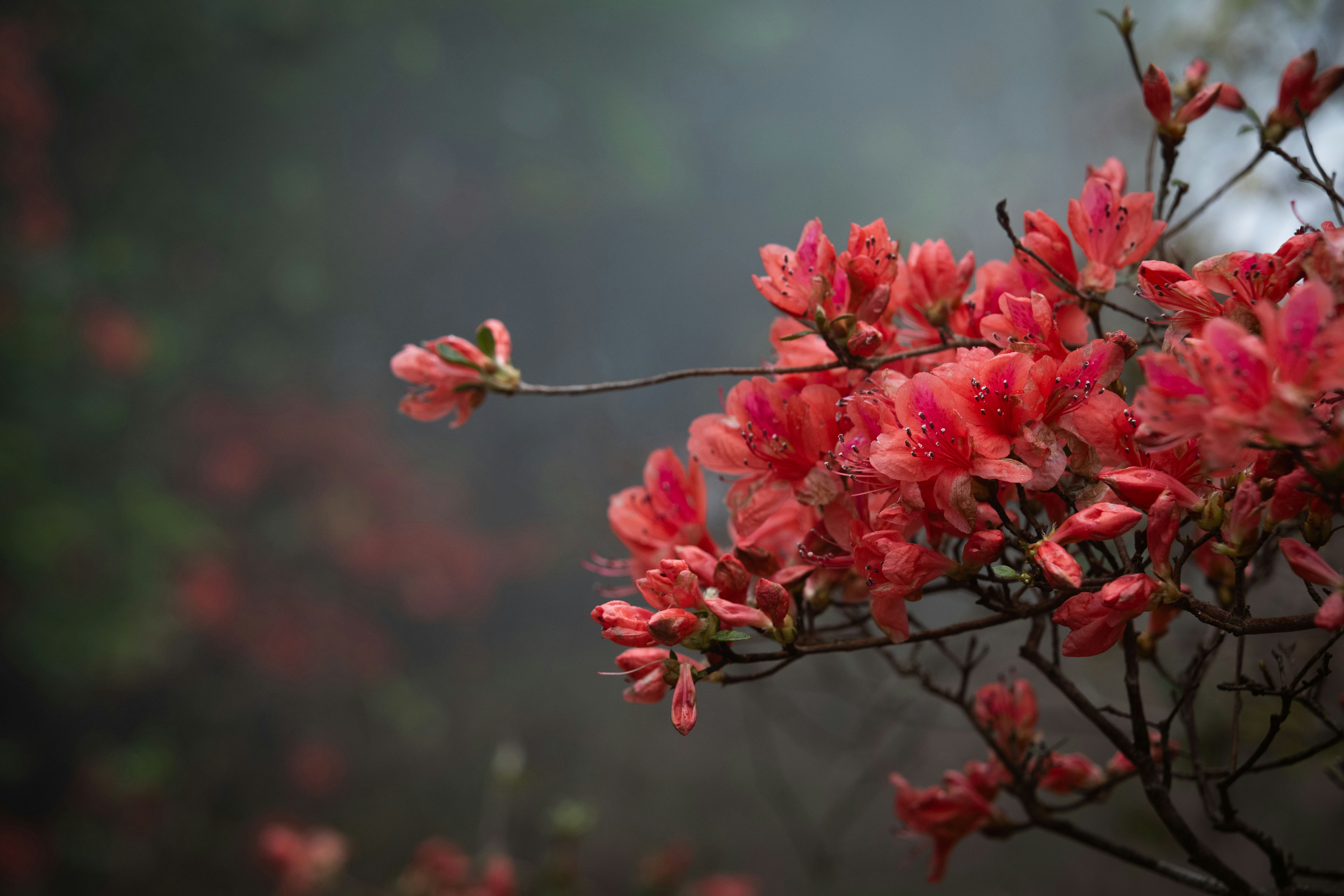 Bunga azalea merah muda mekar dalam kabut pagi yang lembut.