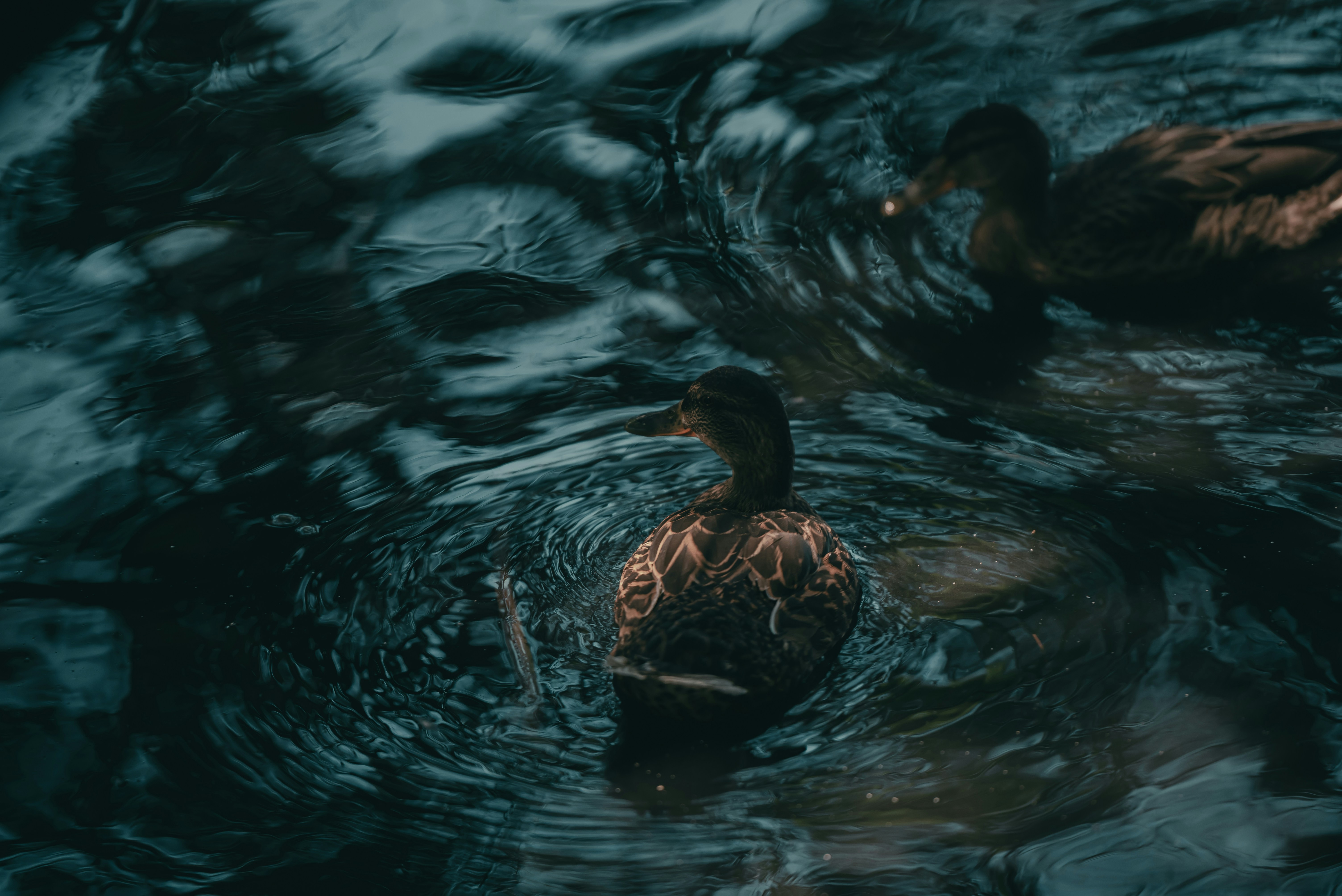 Volodymyr Leush (@volodymyr_leush) | Unsplashフォトコミュニティ