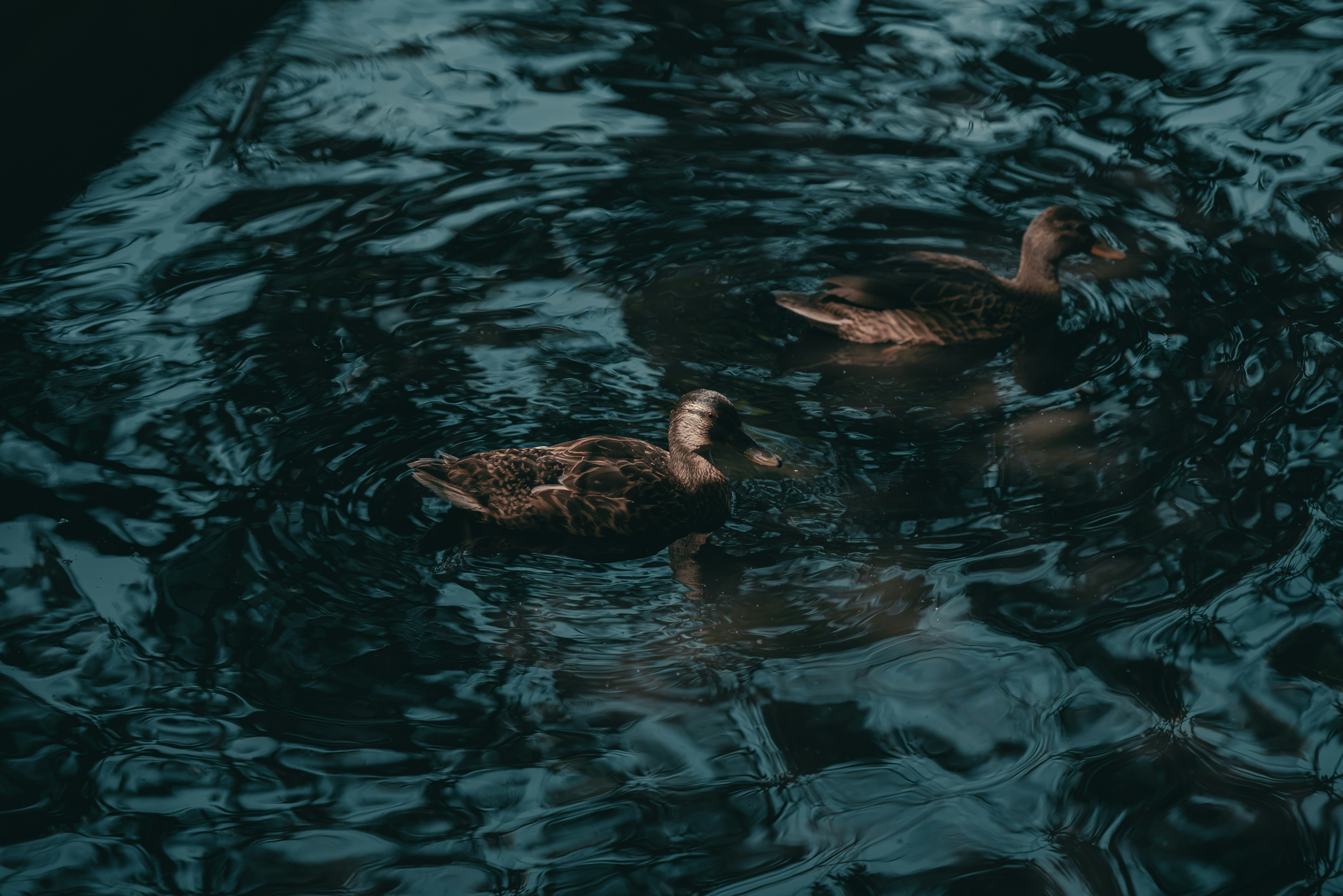 Volodymyr Leush (@volodymyr_leush) | Unsplashフォトコミュニティ