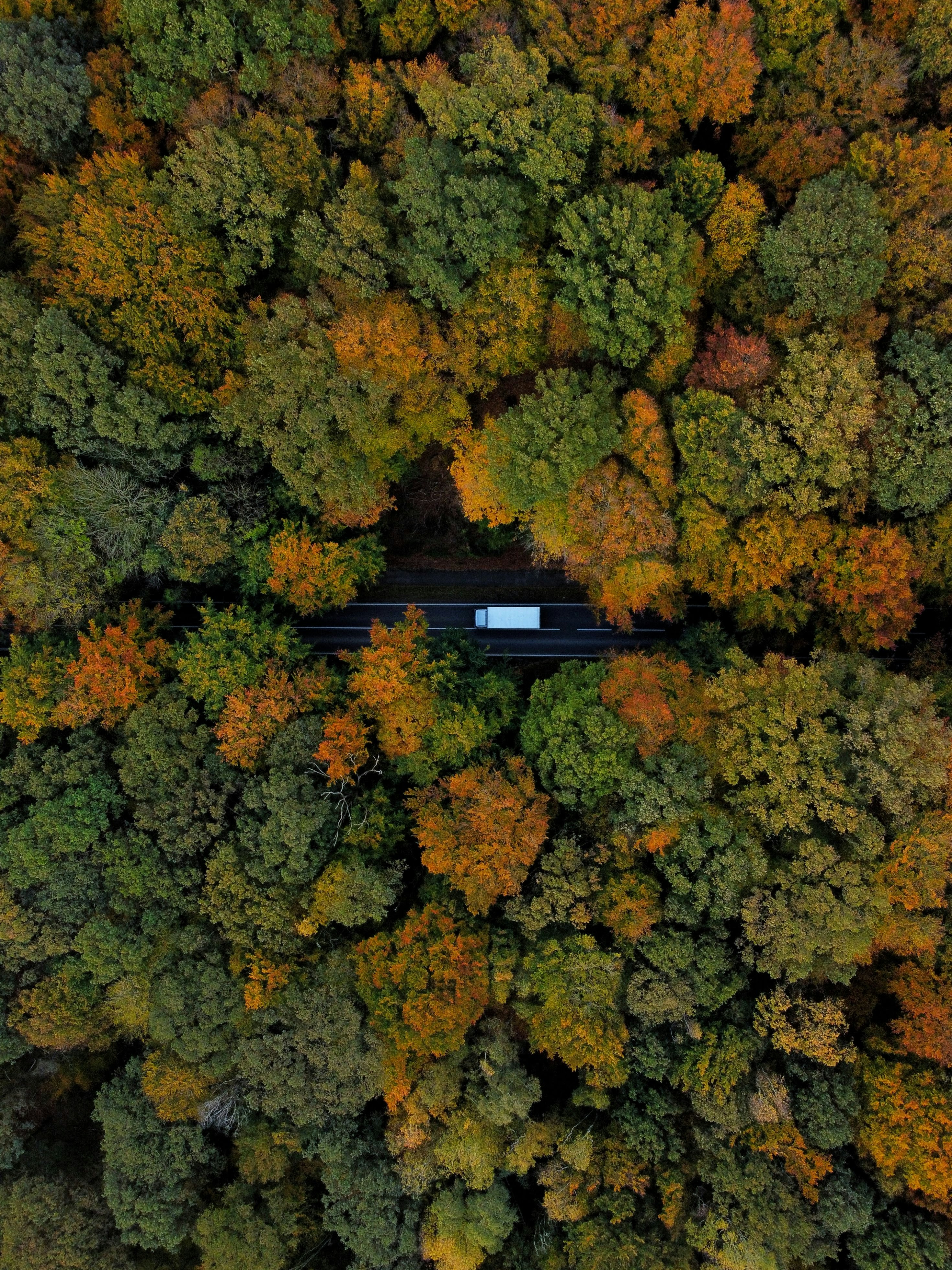 White truck driving through colorful autumn forest