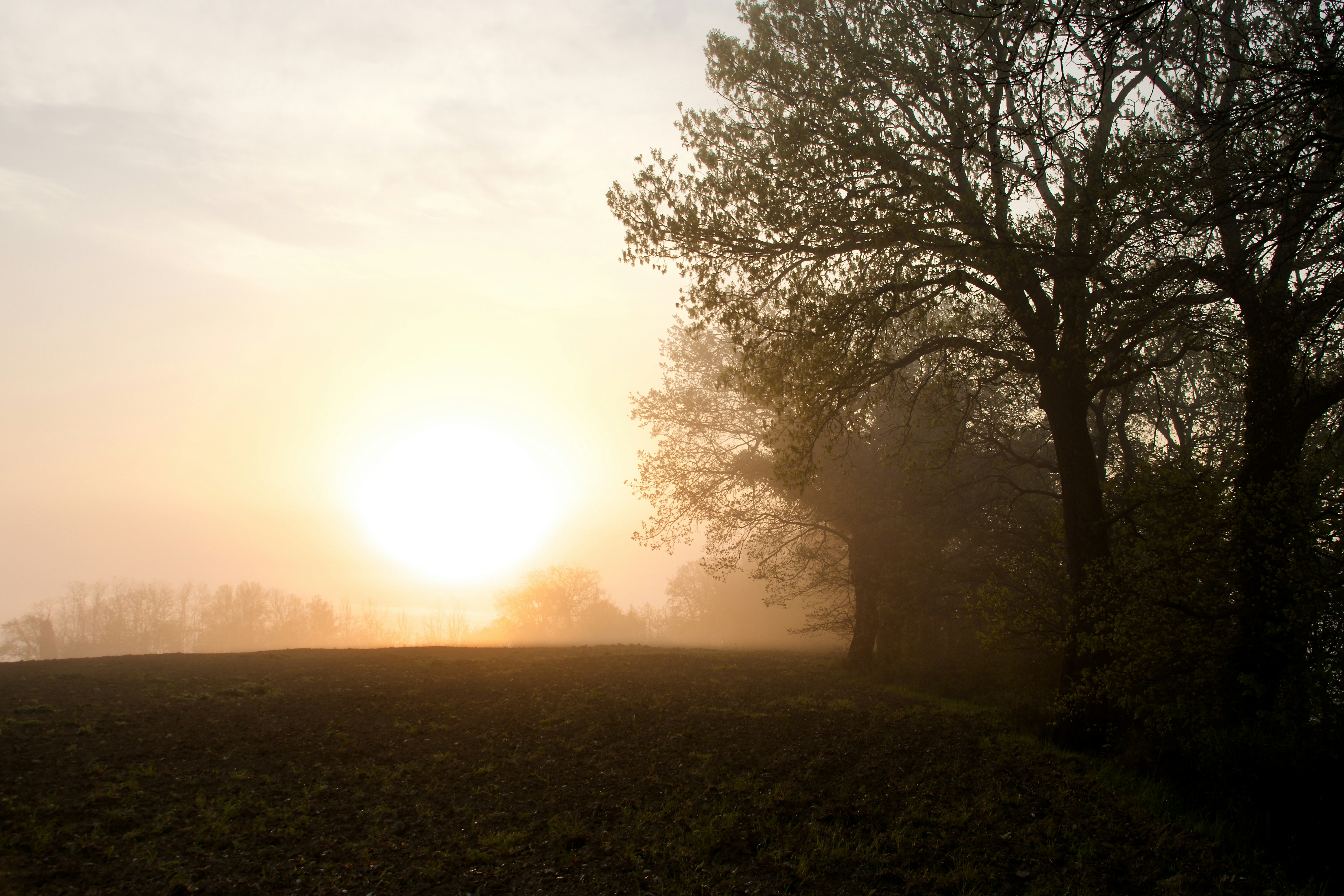 Sunrise over a misty field with silhouetted trees