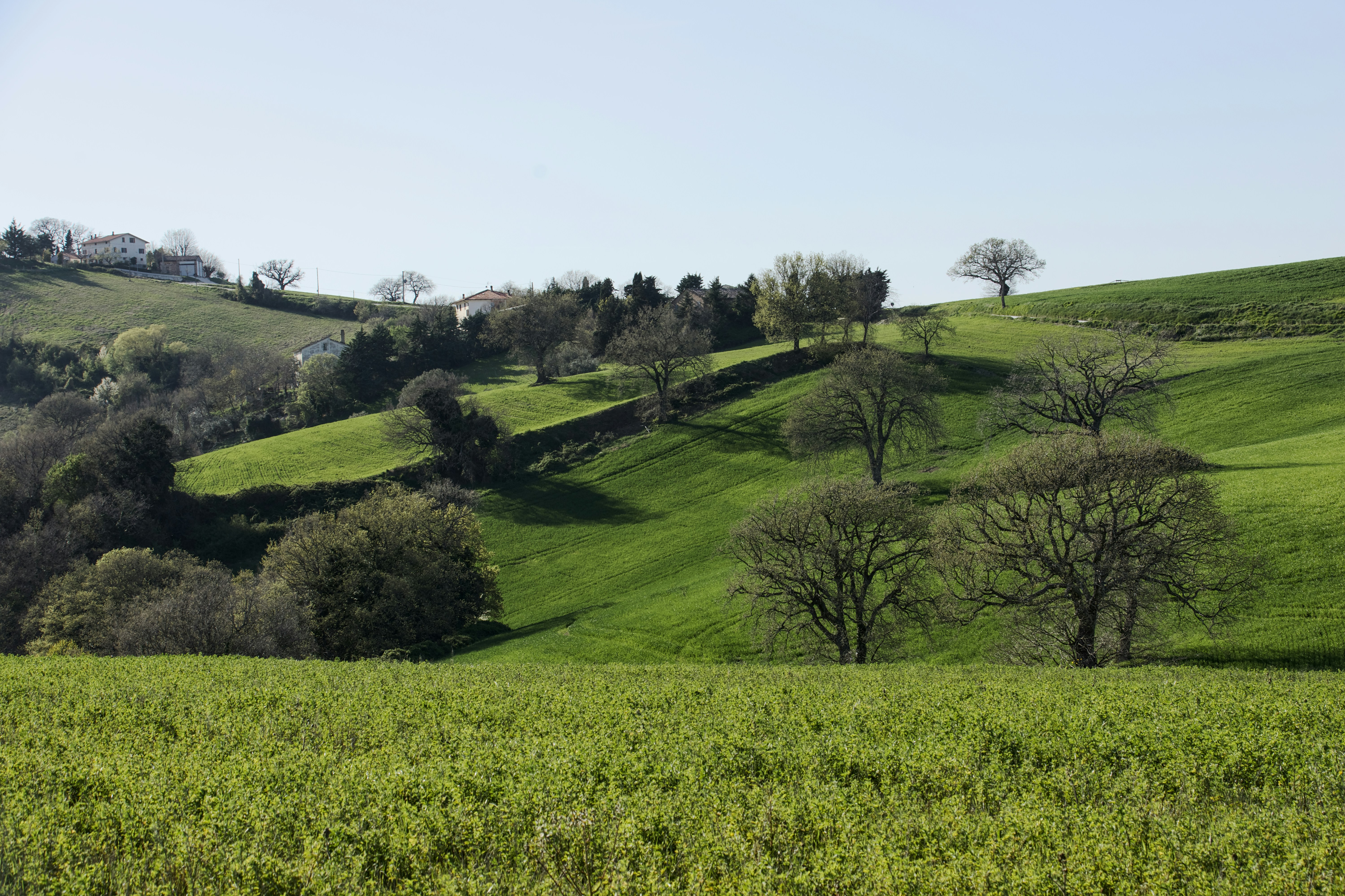 Rolling green hills with scattered trees under a clear sky.