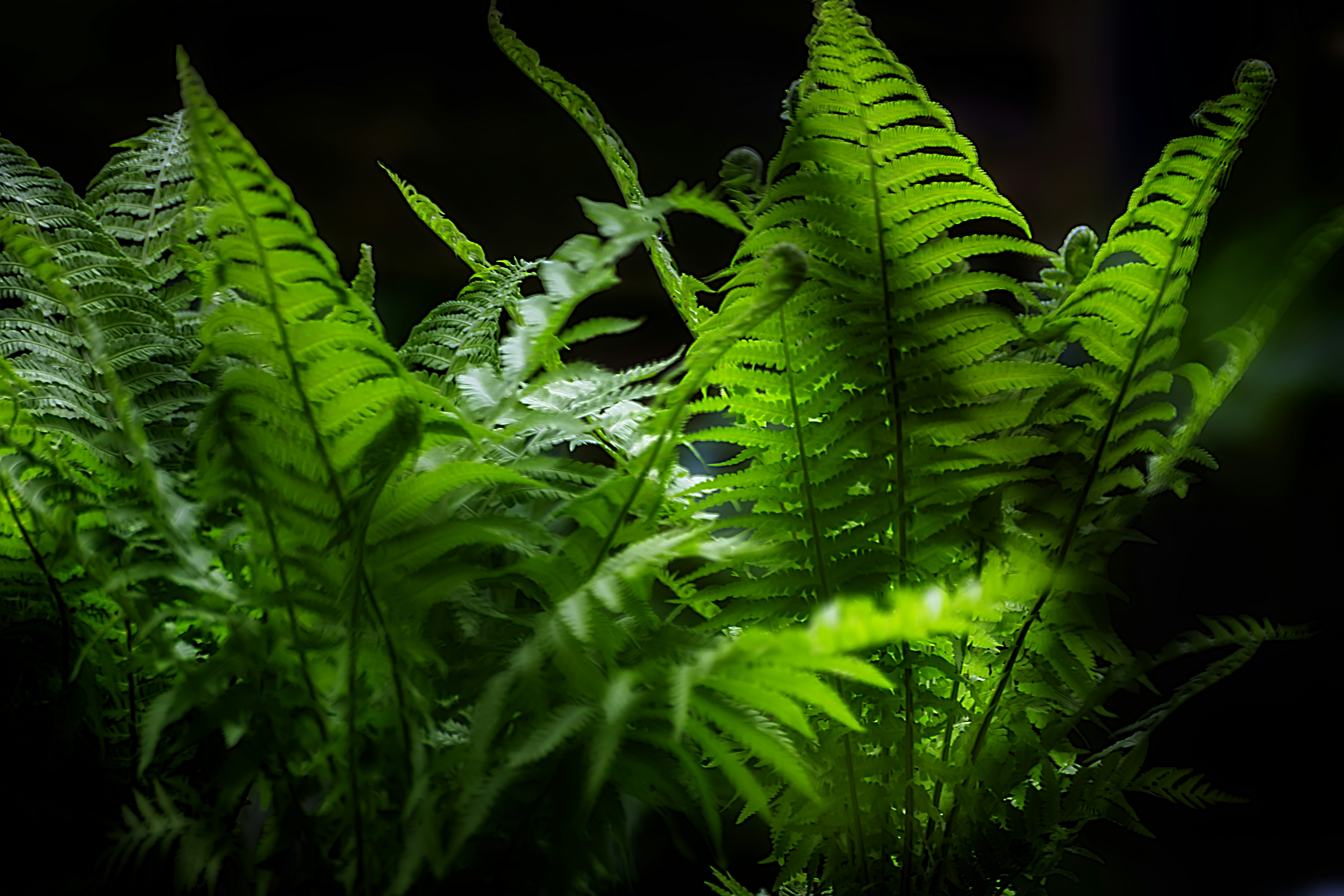 Lush green fern fronds illuminated against a dark background