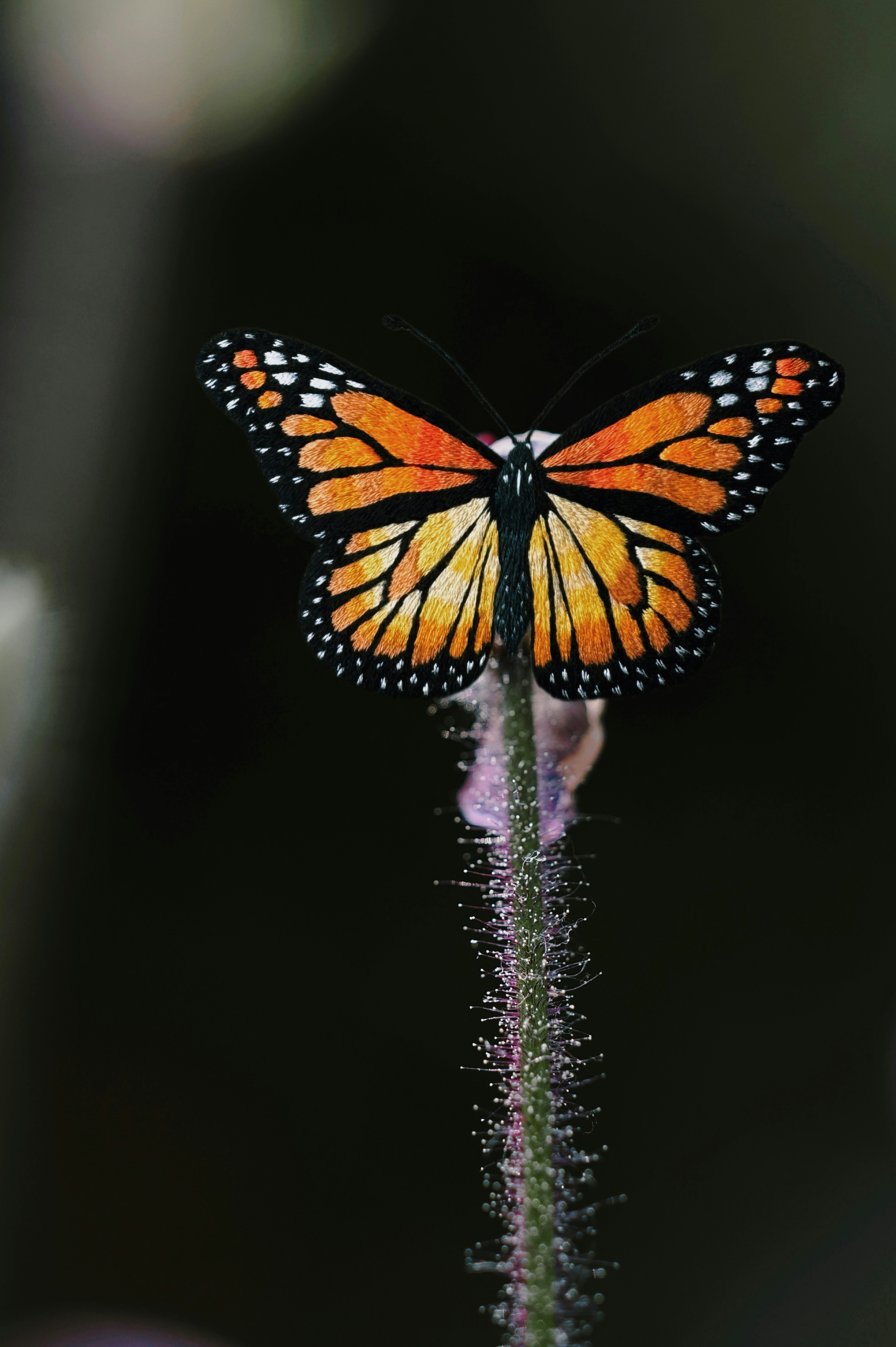 Le papillon monarque repose sur une tige végétale couverte de rosée