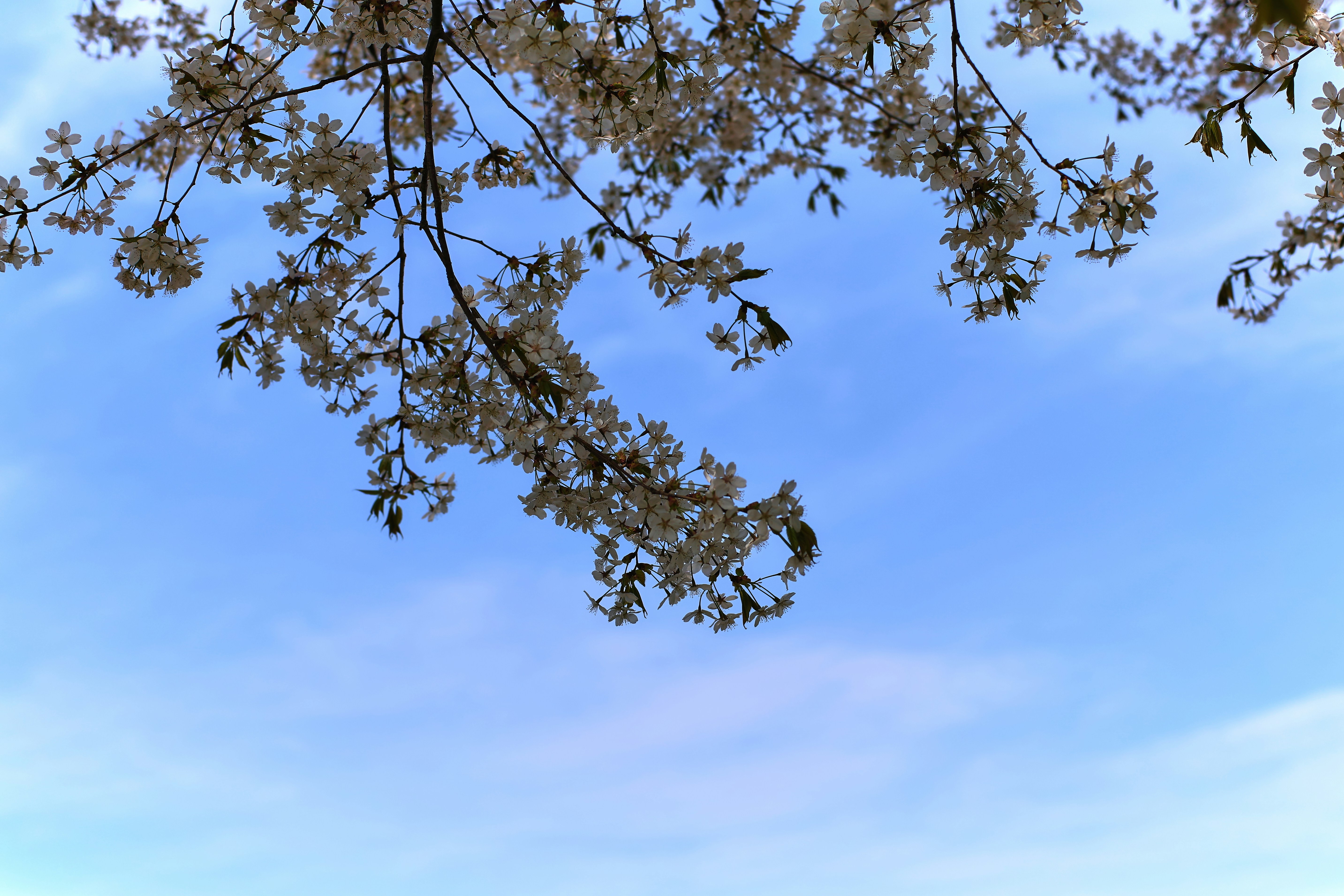Branches of flowering trees against a clear blue sky