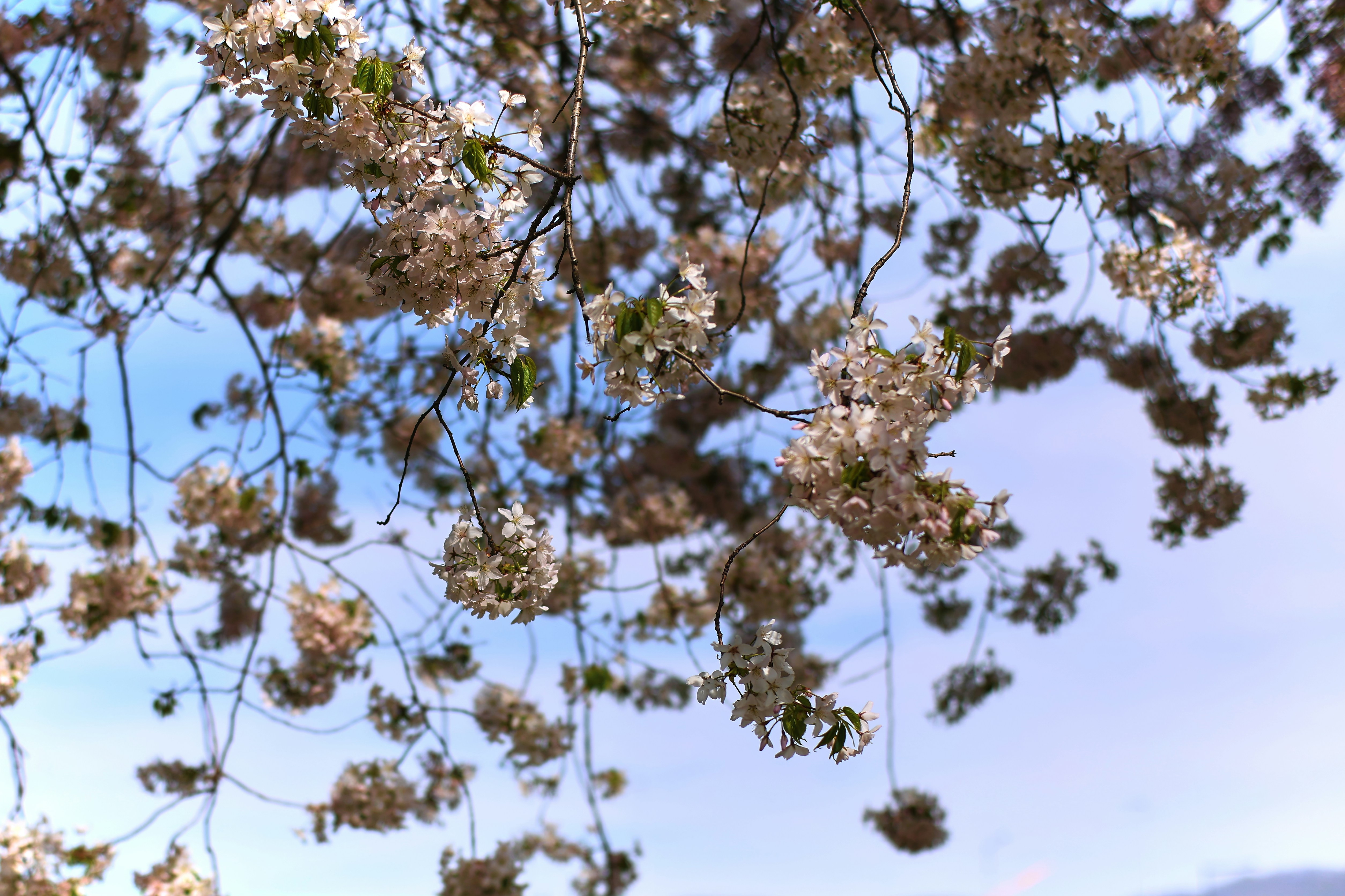 Delicate white blossoms hang from tree branches against sky.