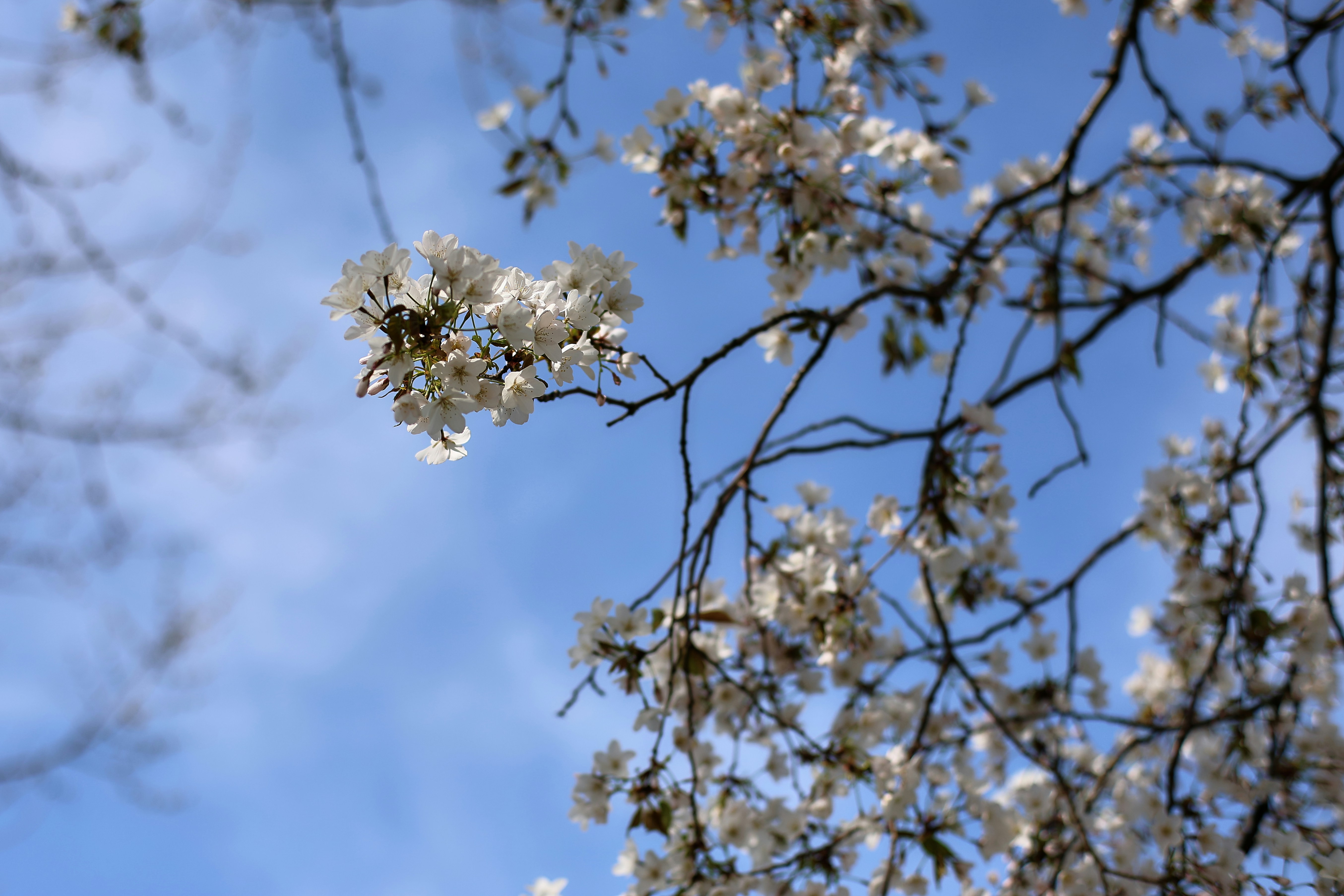 White blossoms on tree branches against blue sky