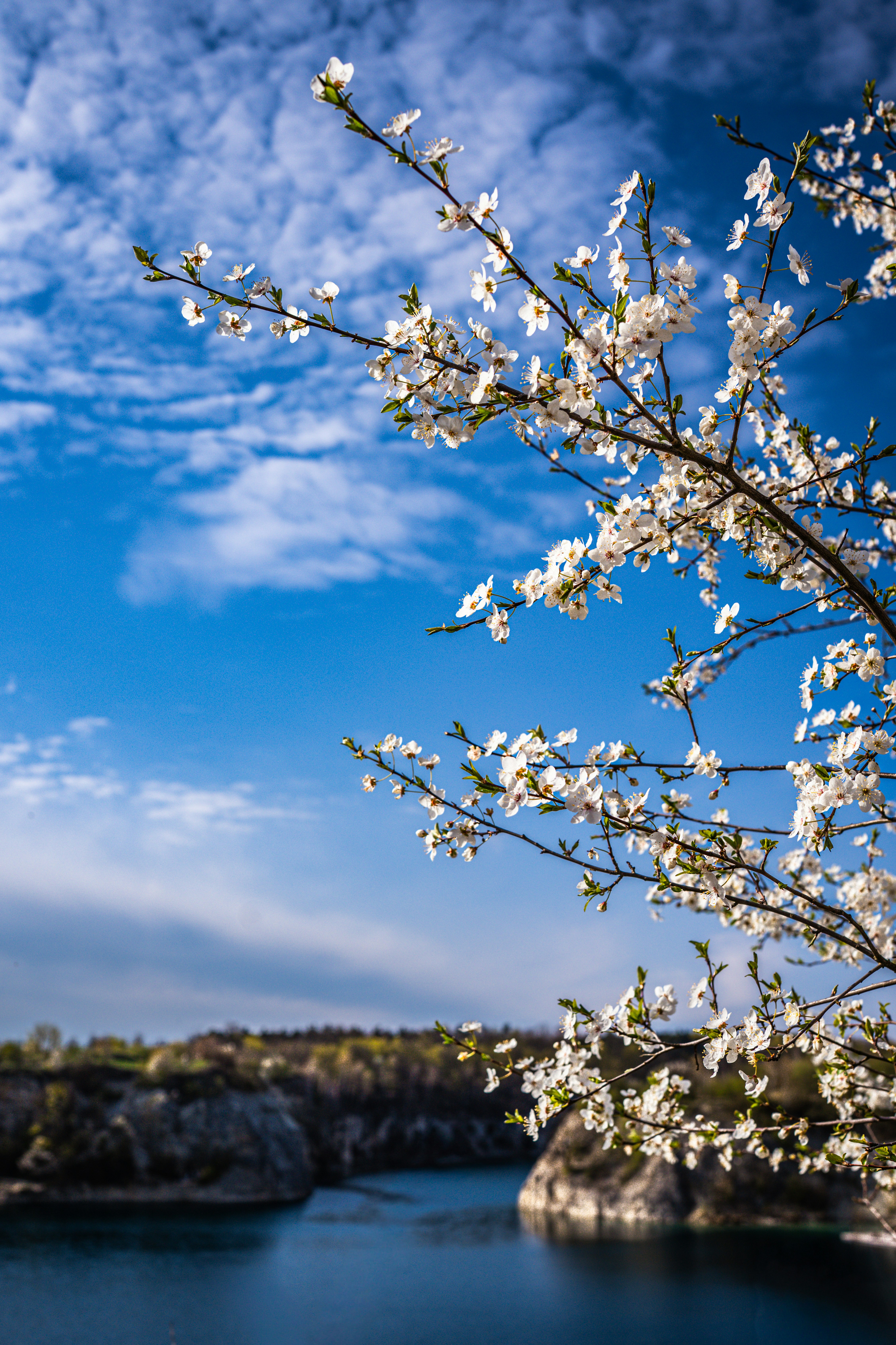 Flores blancas en una rama de árbol con cielo azul.