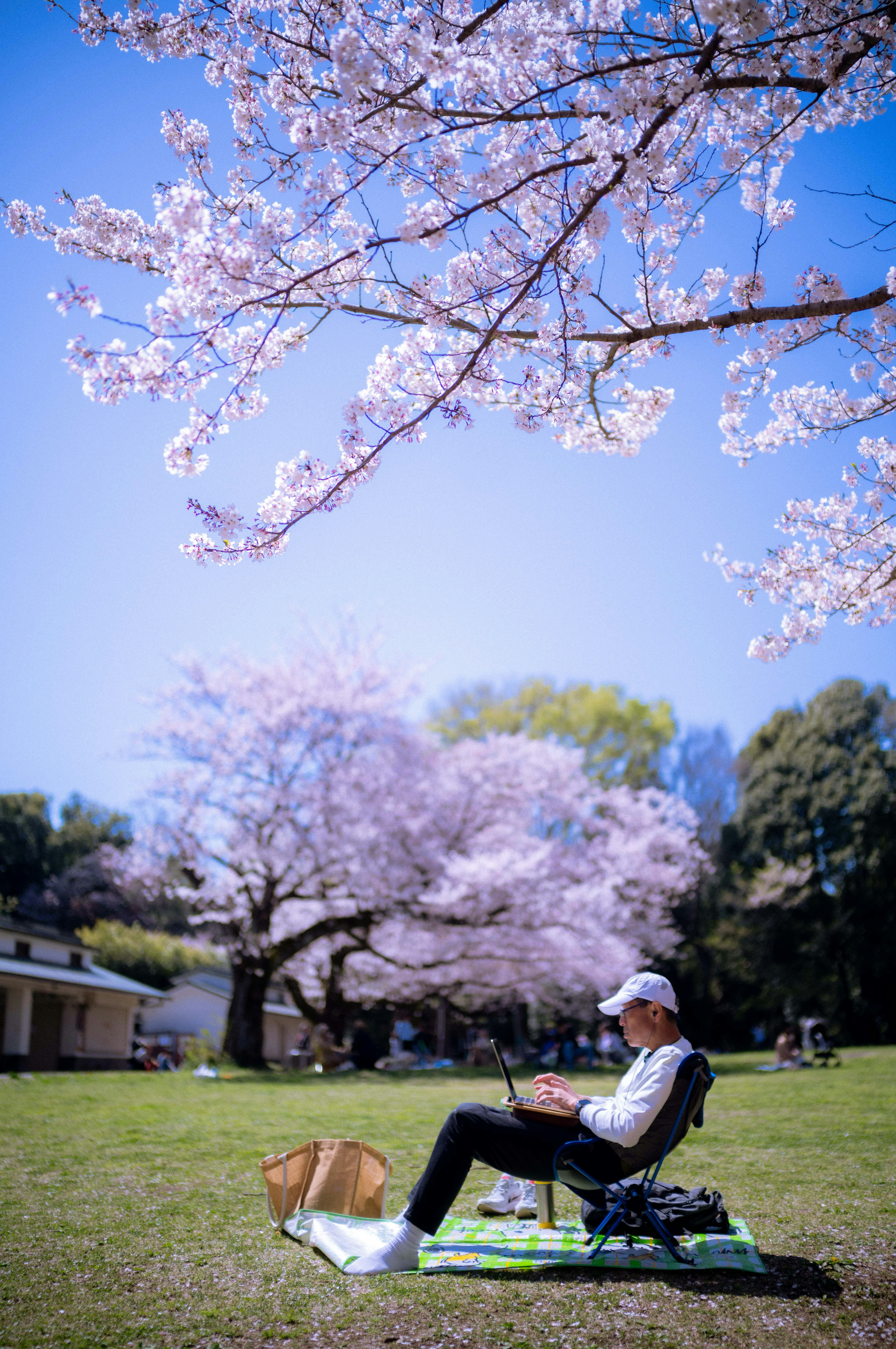 Man working on laptop under blooming cherry blossom trees.