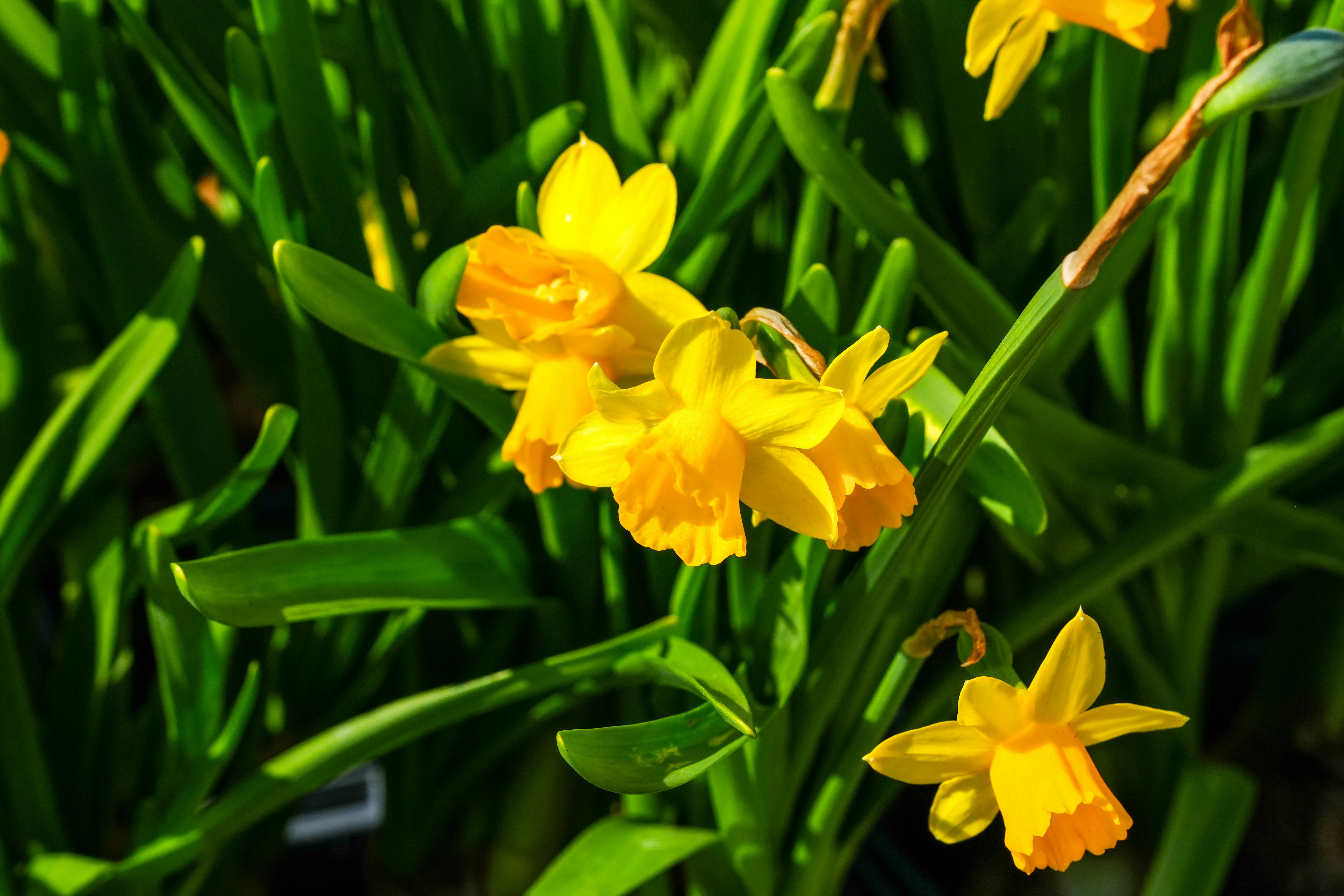 Several yellow daffodils bloom amongst green leaves.