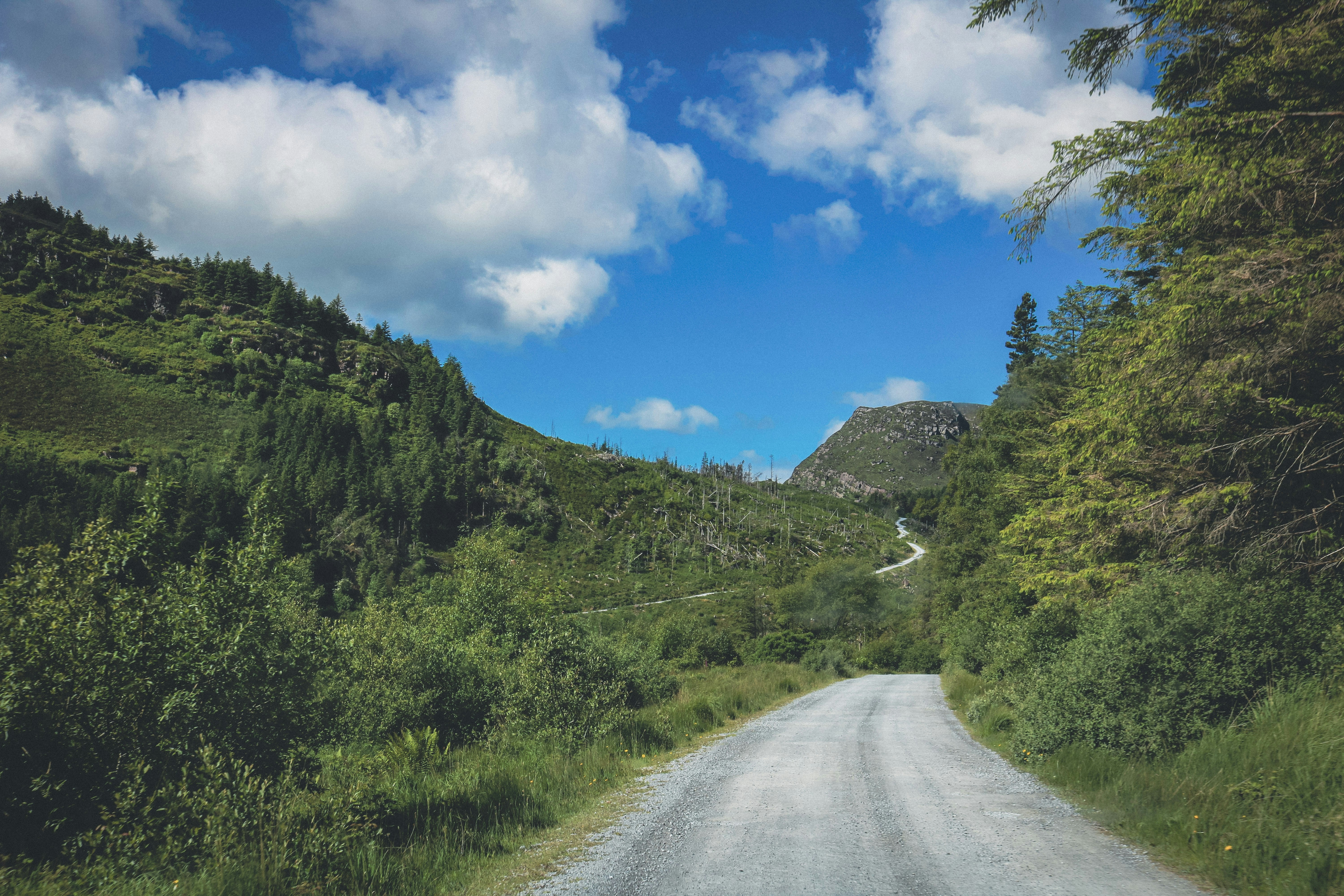 緑豊かな森の中の曲がりくねった道