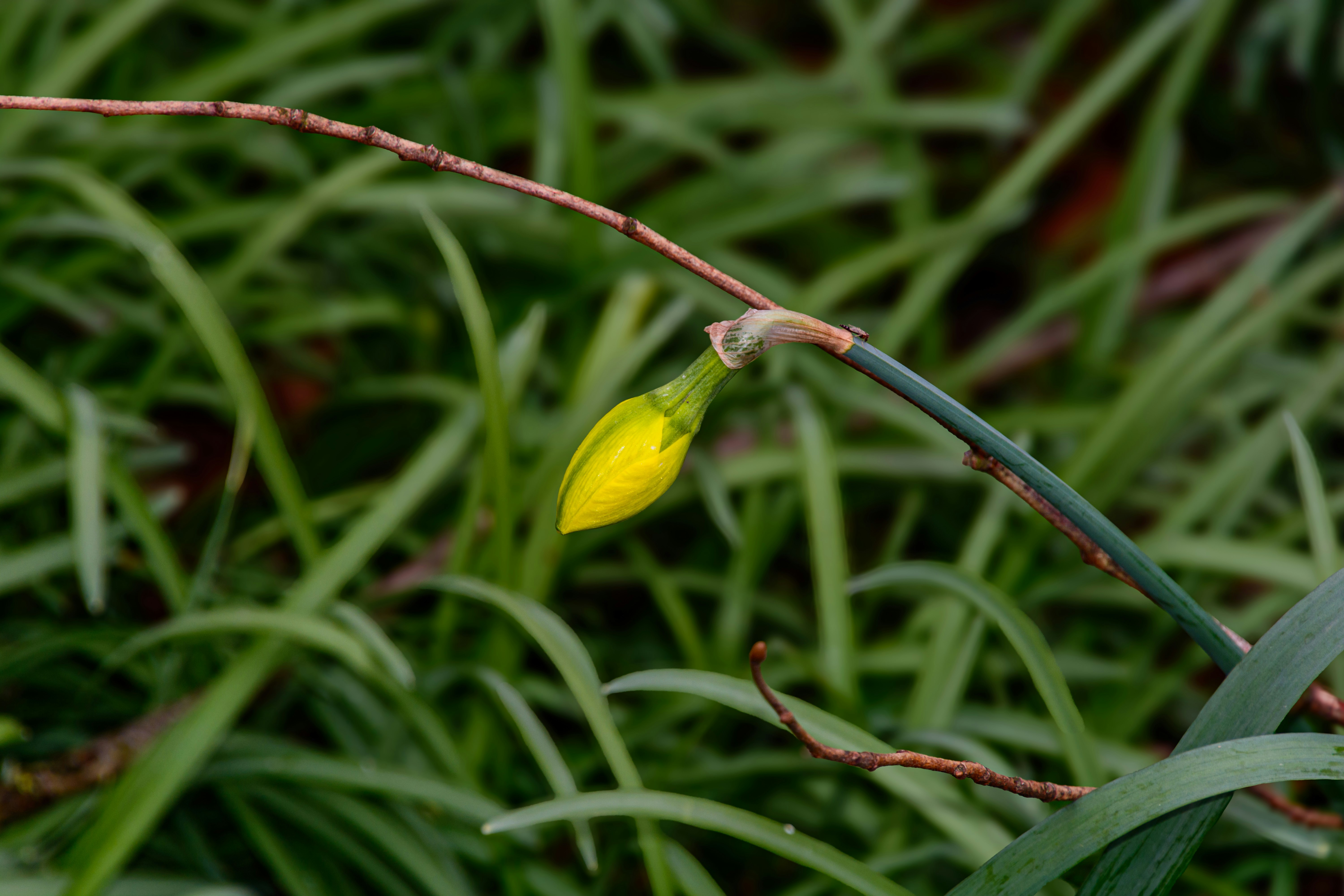 Photo by skstrannik