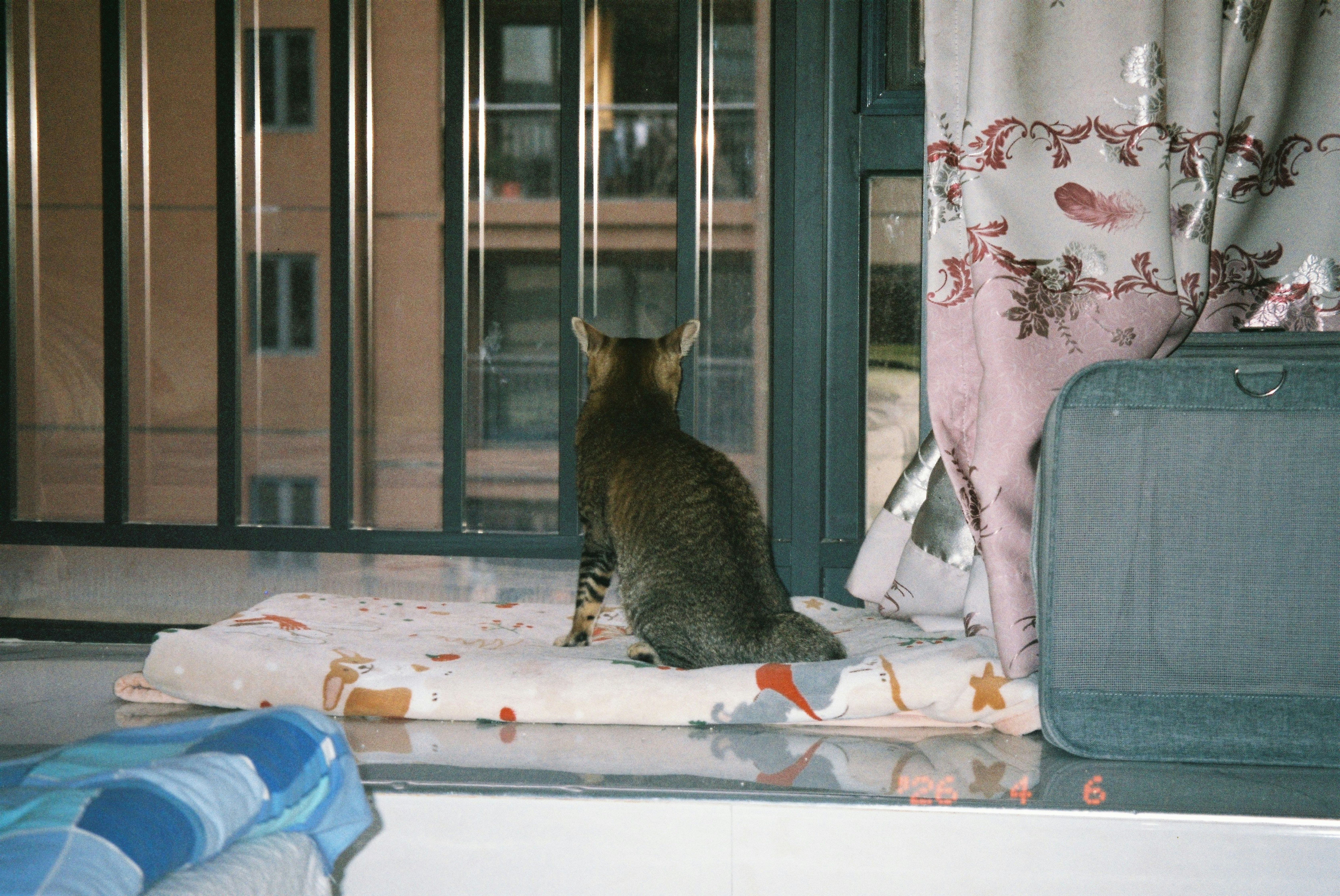Un gato se sienta en un cojín junto a la ventana.