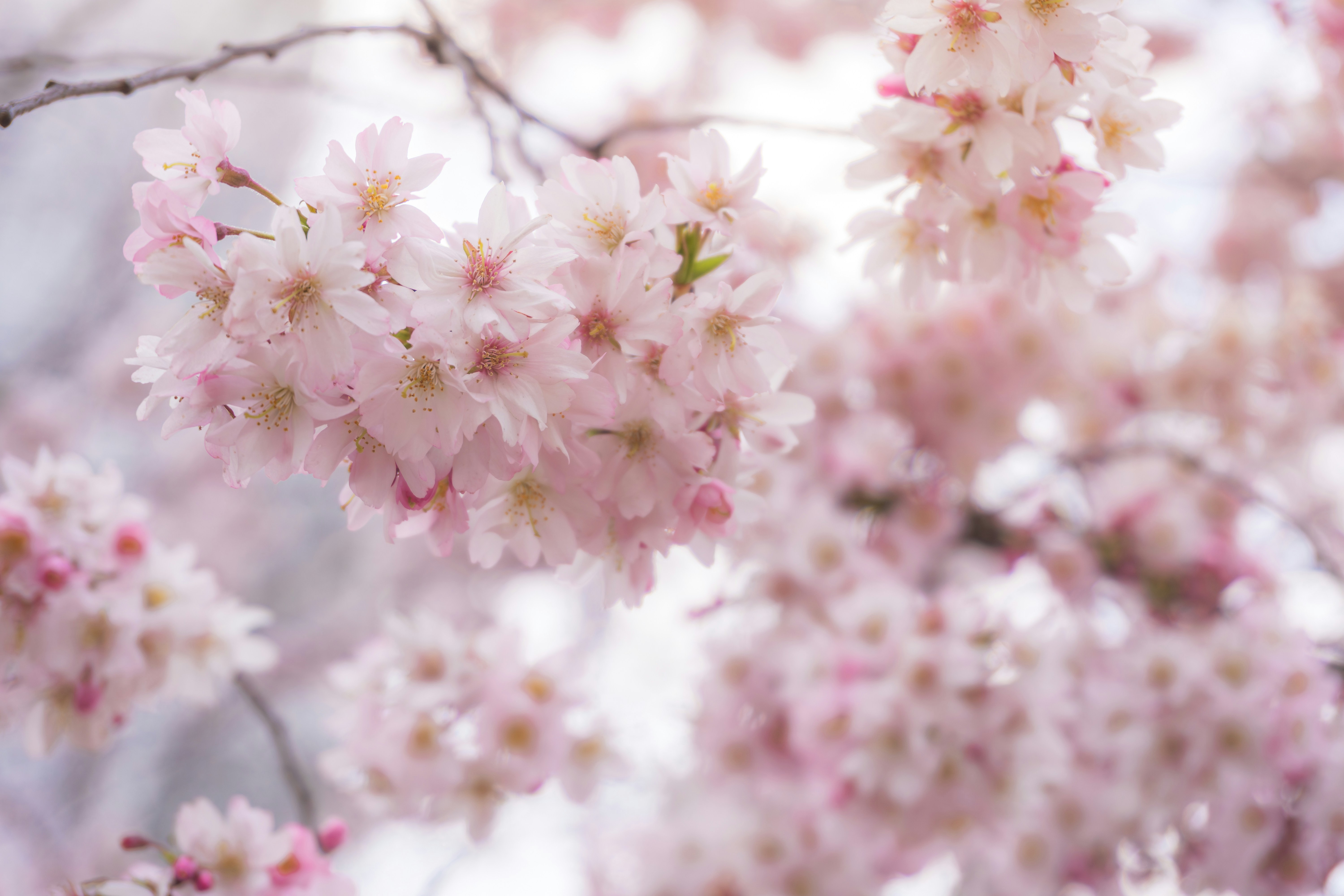 Delicate pink cherry blossoms bloom on tree branches.