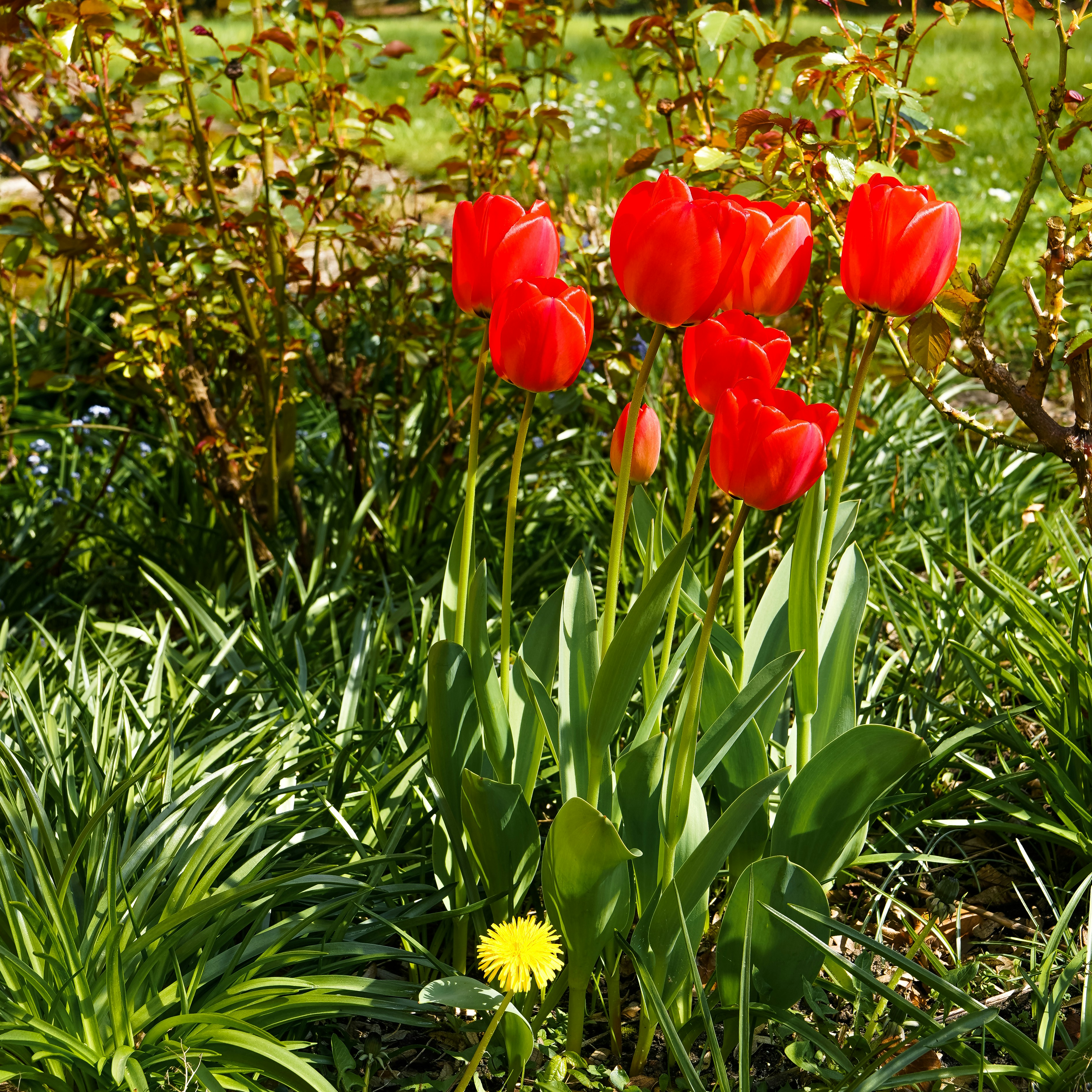 Red tulips bloom in a sunny garden setting.