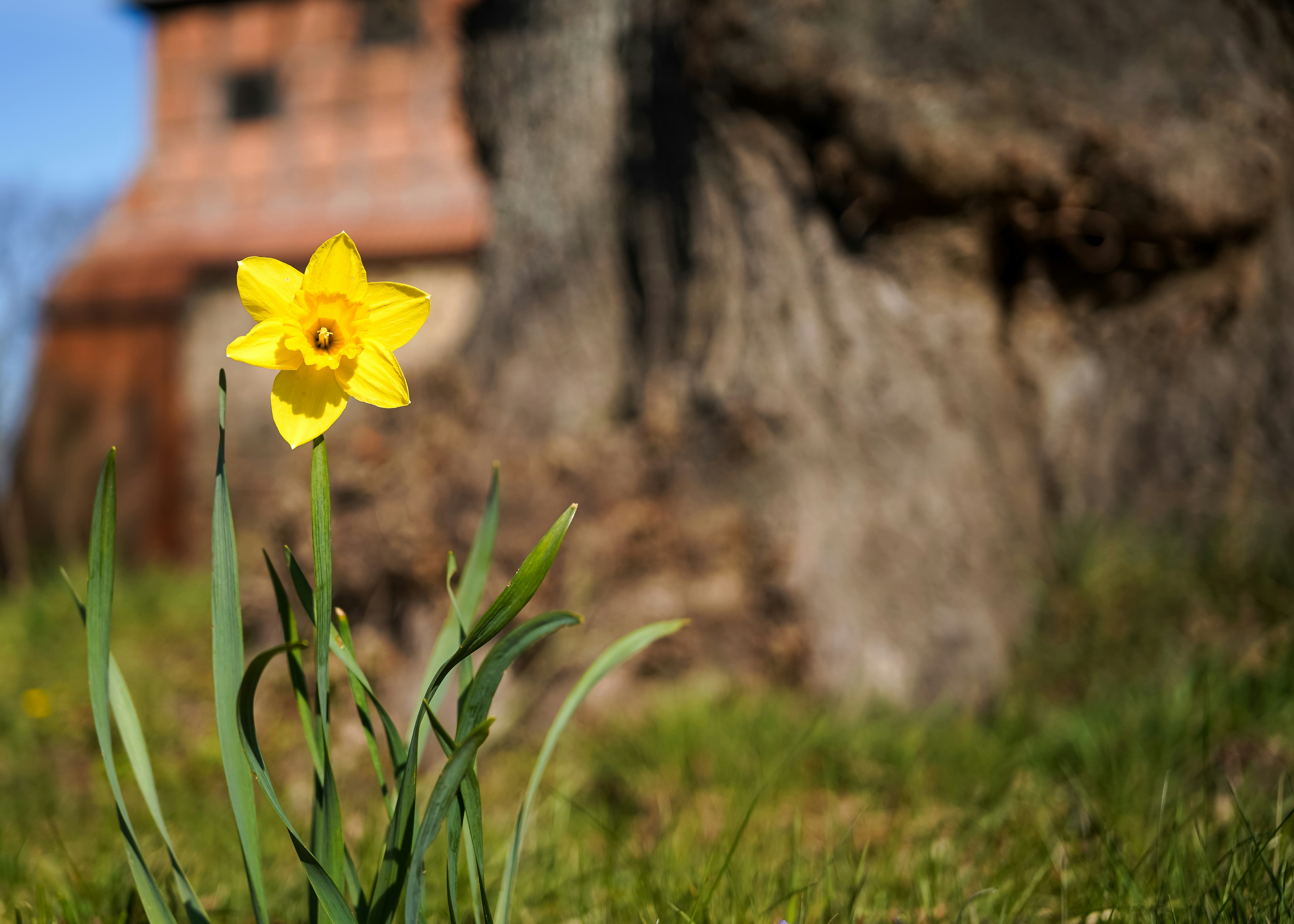 A single yellow daffodil blooms in a grassy field.