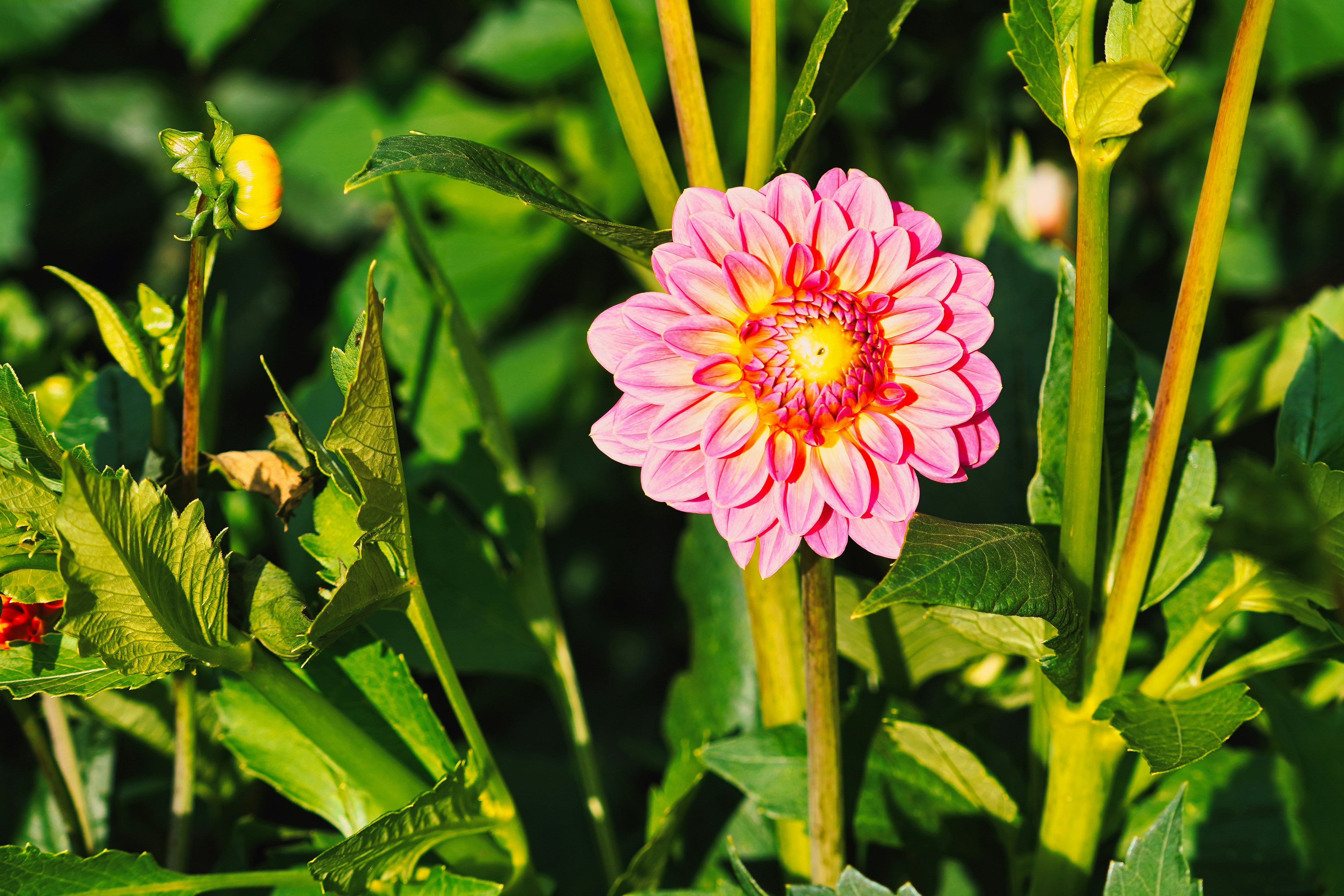 A single pink dahlia flower in full bloom.