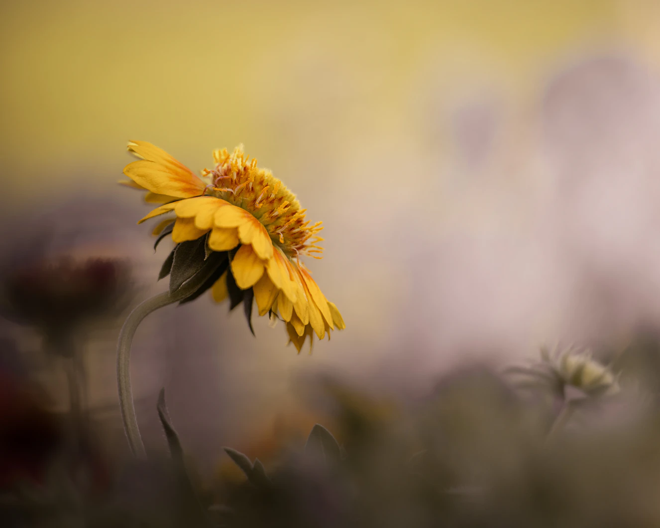 土耳其大饼（Pita）核心烤制参数