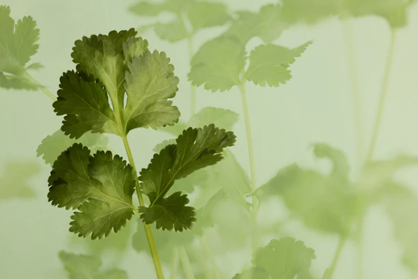 Cilantro