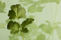 Chlorella + Cilantro