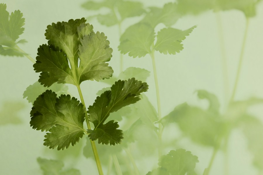 Cilantro