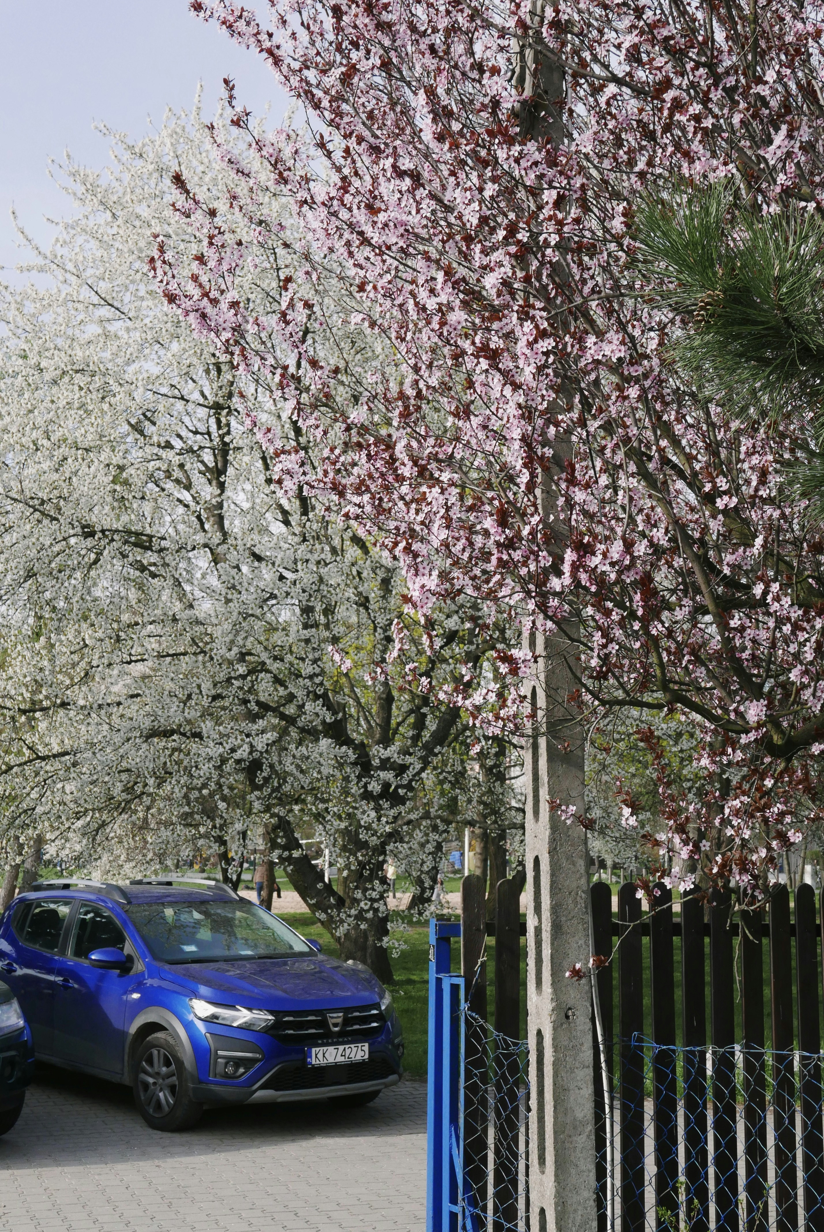 Blaues Auto geparkt in der Nähe blühender Kirschbäume