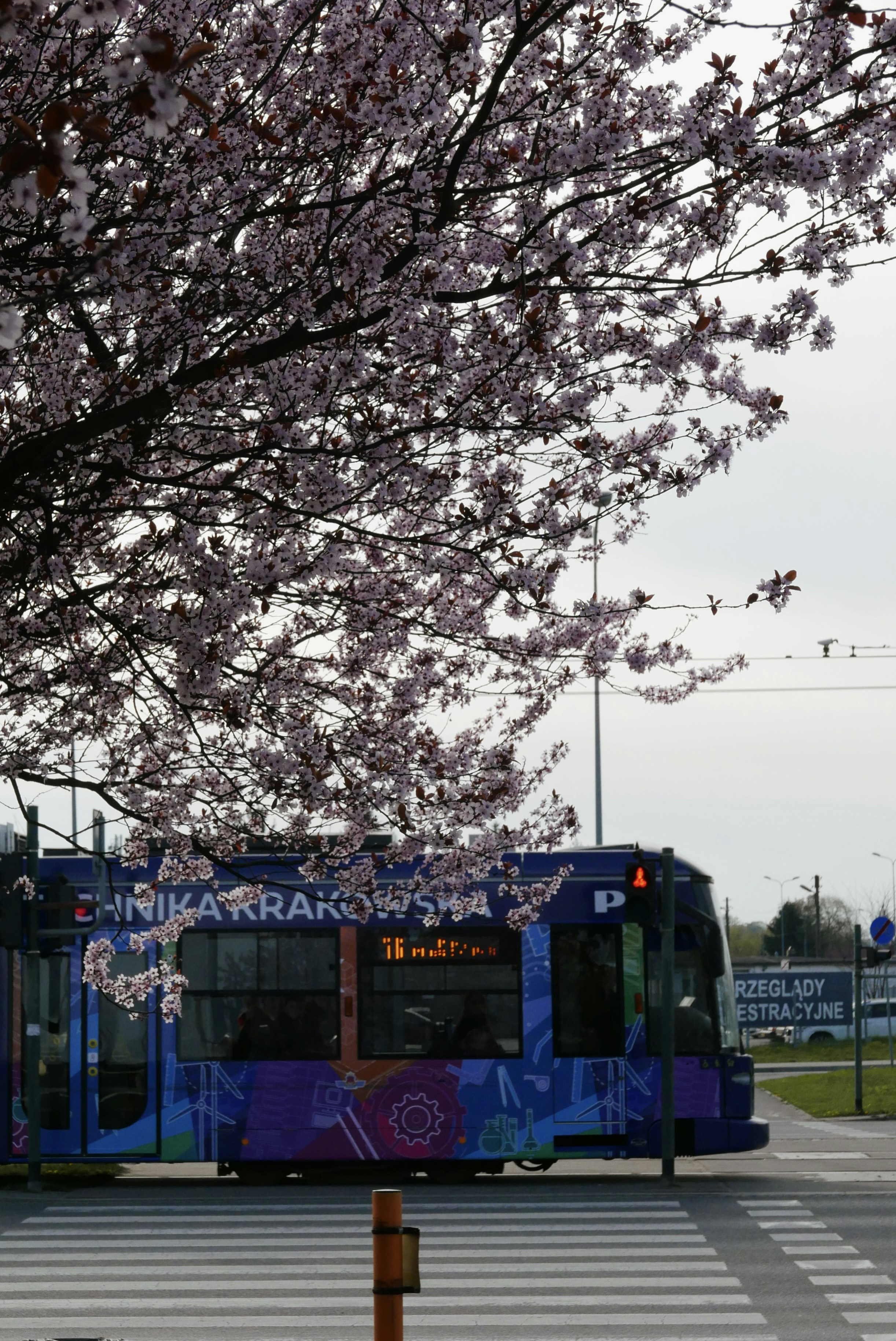 Eine Straßenbahn fährt unter blühenden Kirschblüten vorbei.