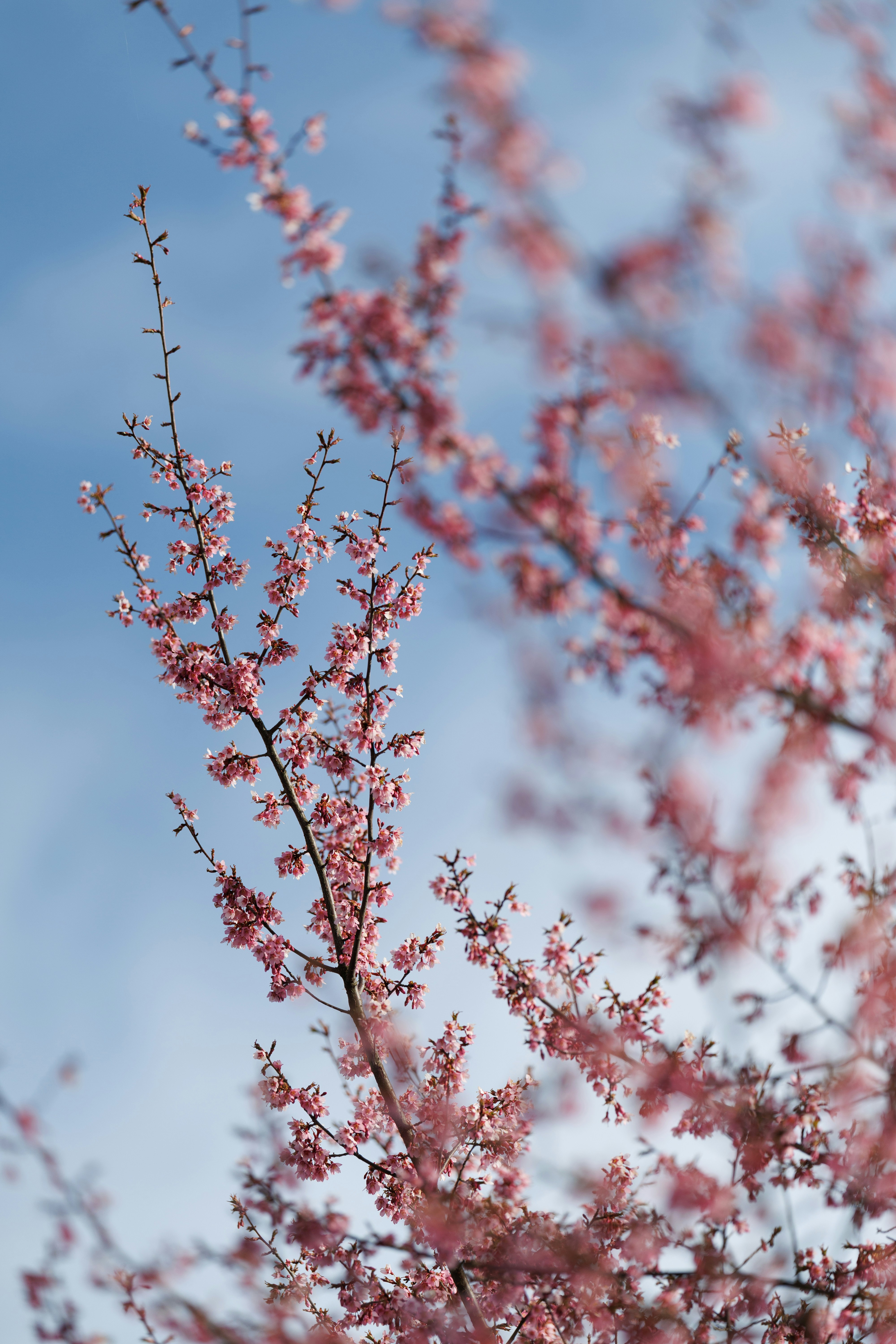 Delicate pink cherry blossoms against a blue sky