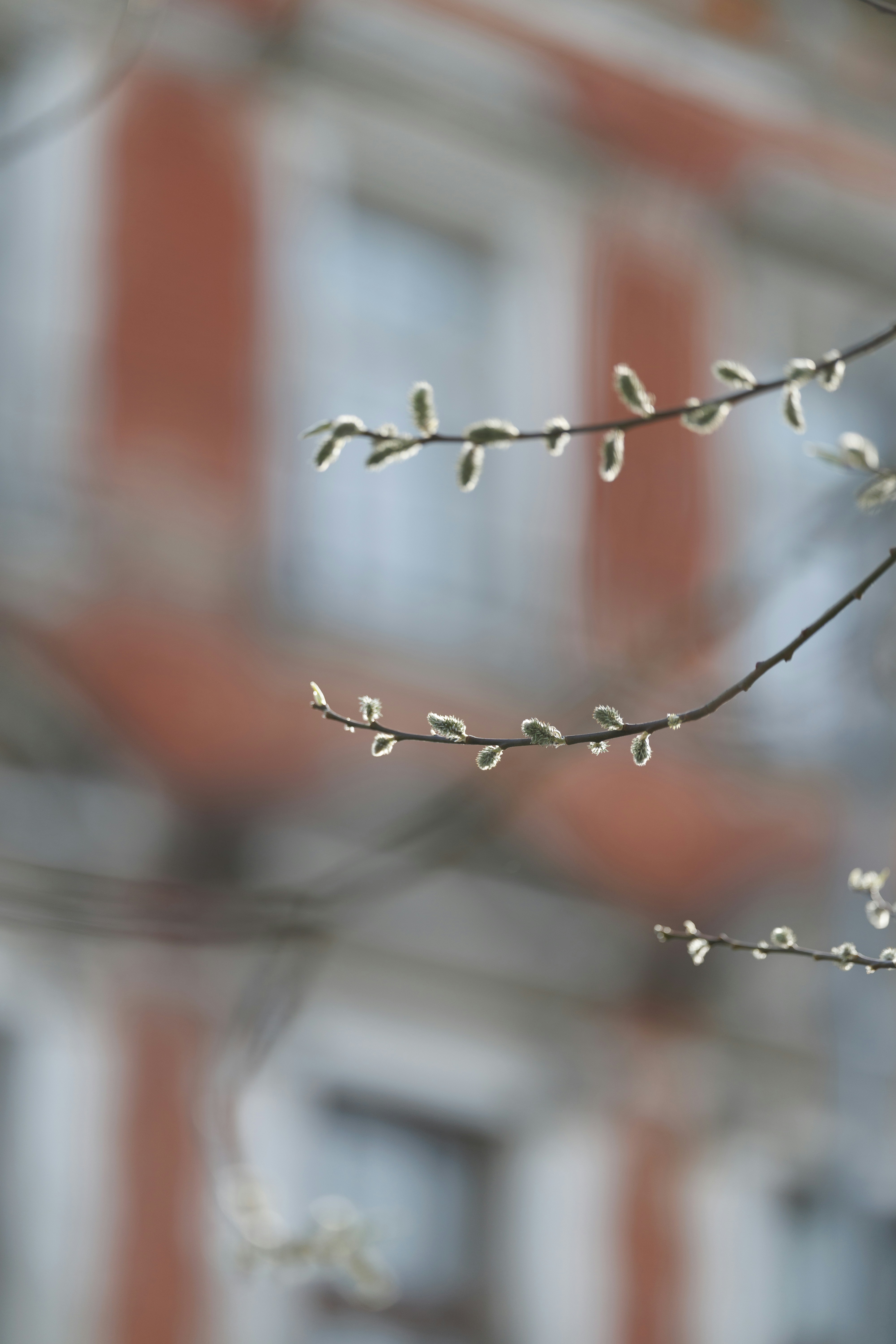 Tree branches with buds in front of building