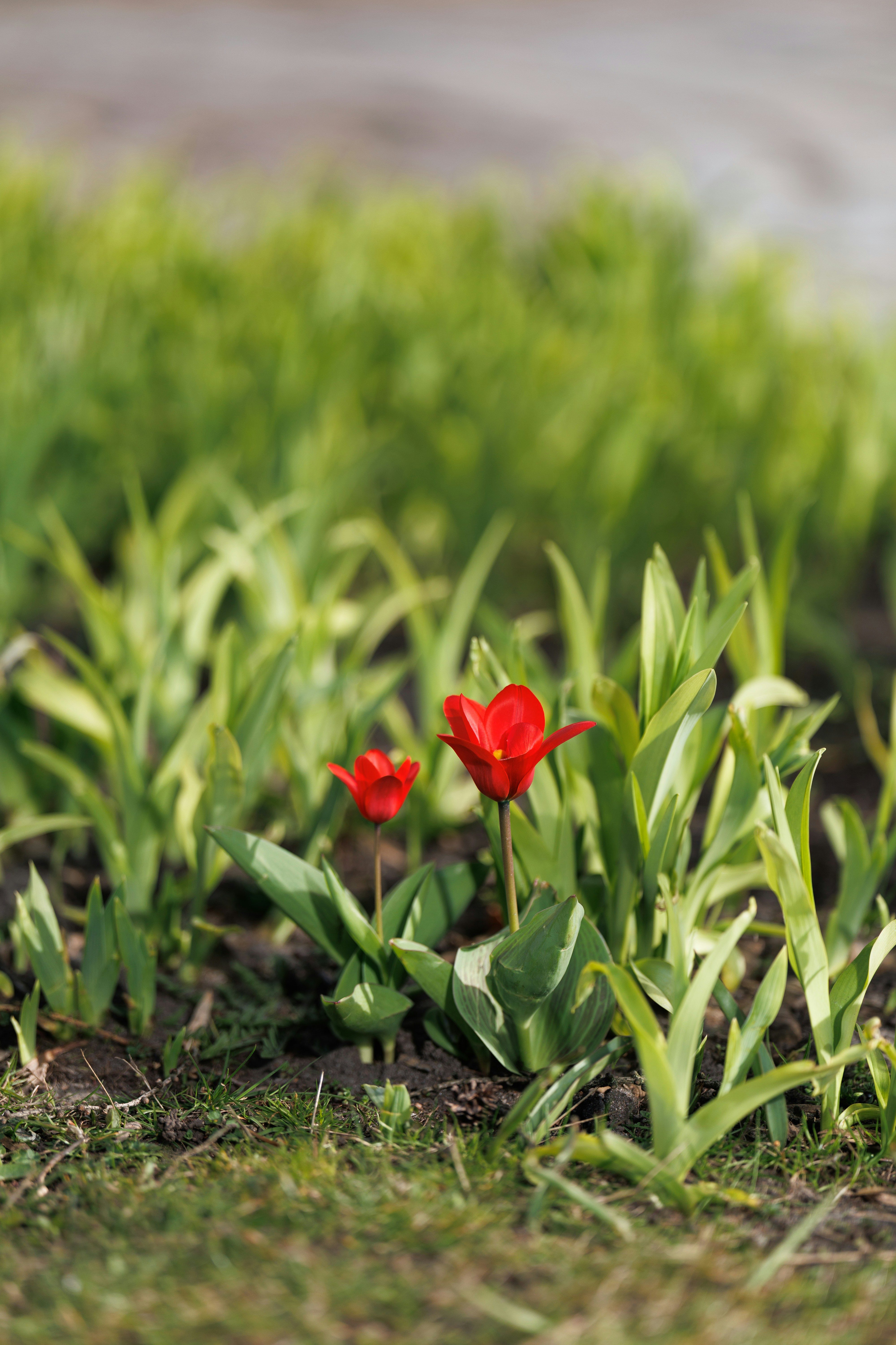 Two red tulips bloom in green grass