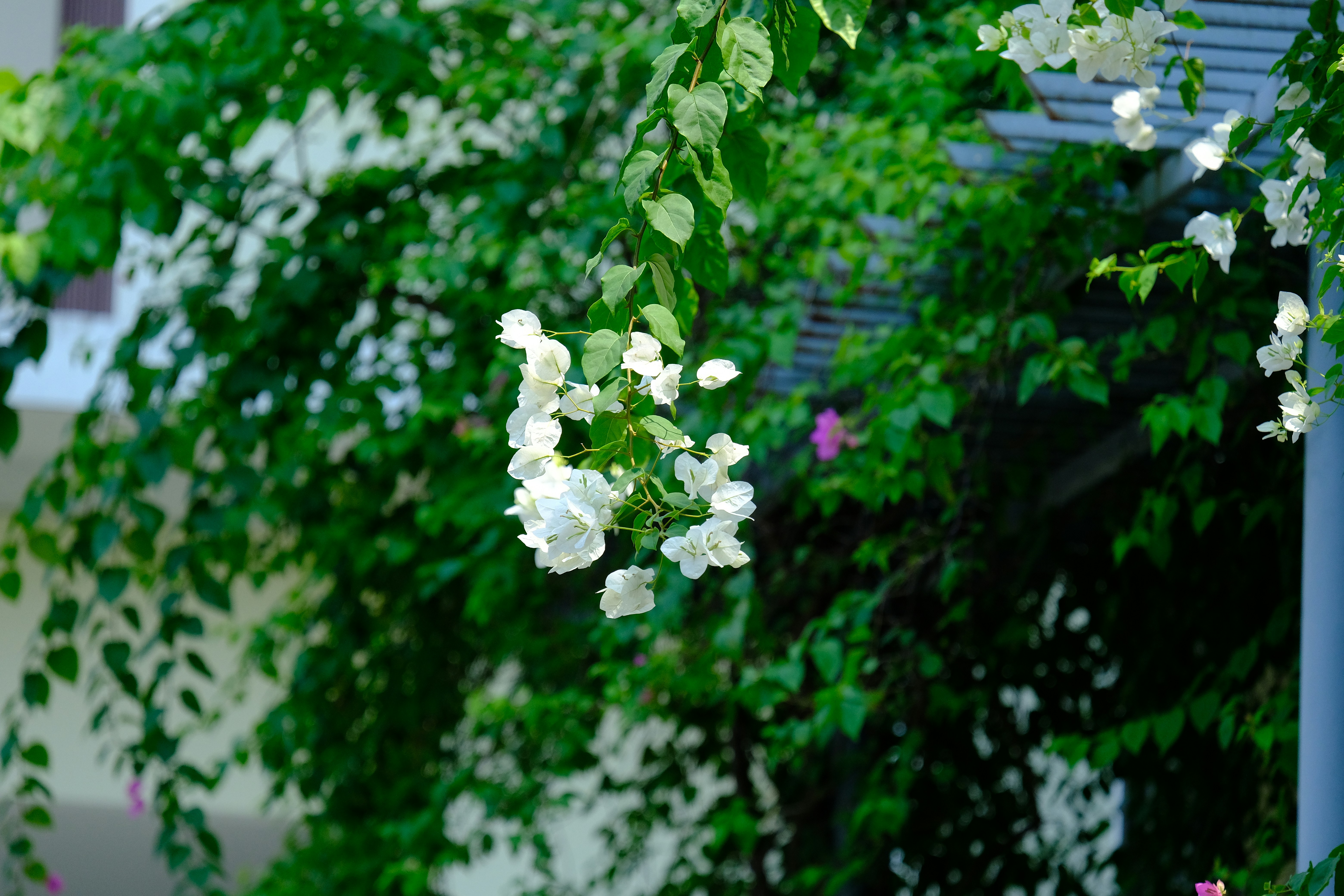 Photo by xuanvan229