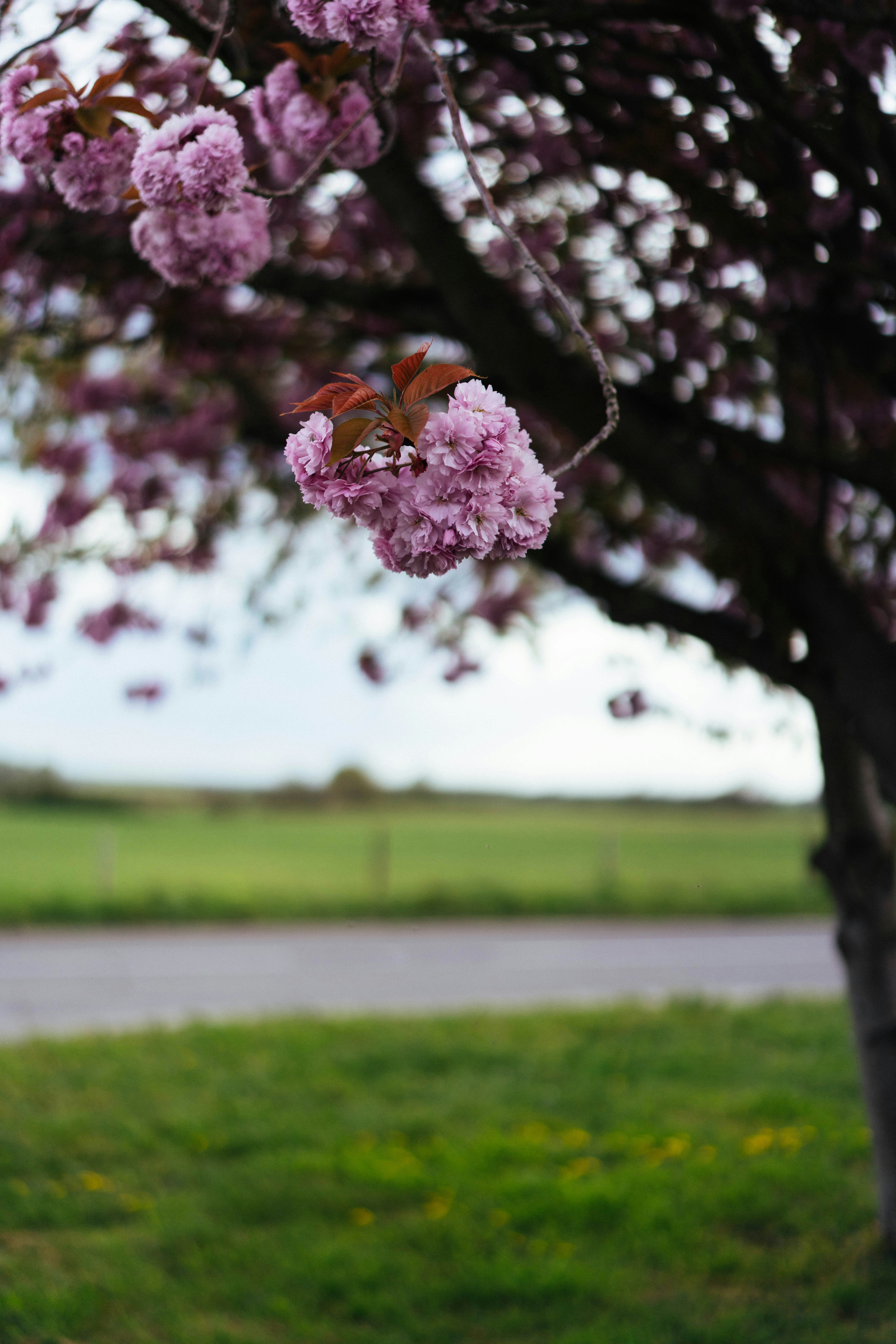 木の枝に咲くピンクの桜