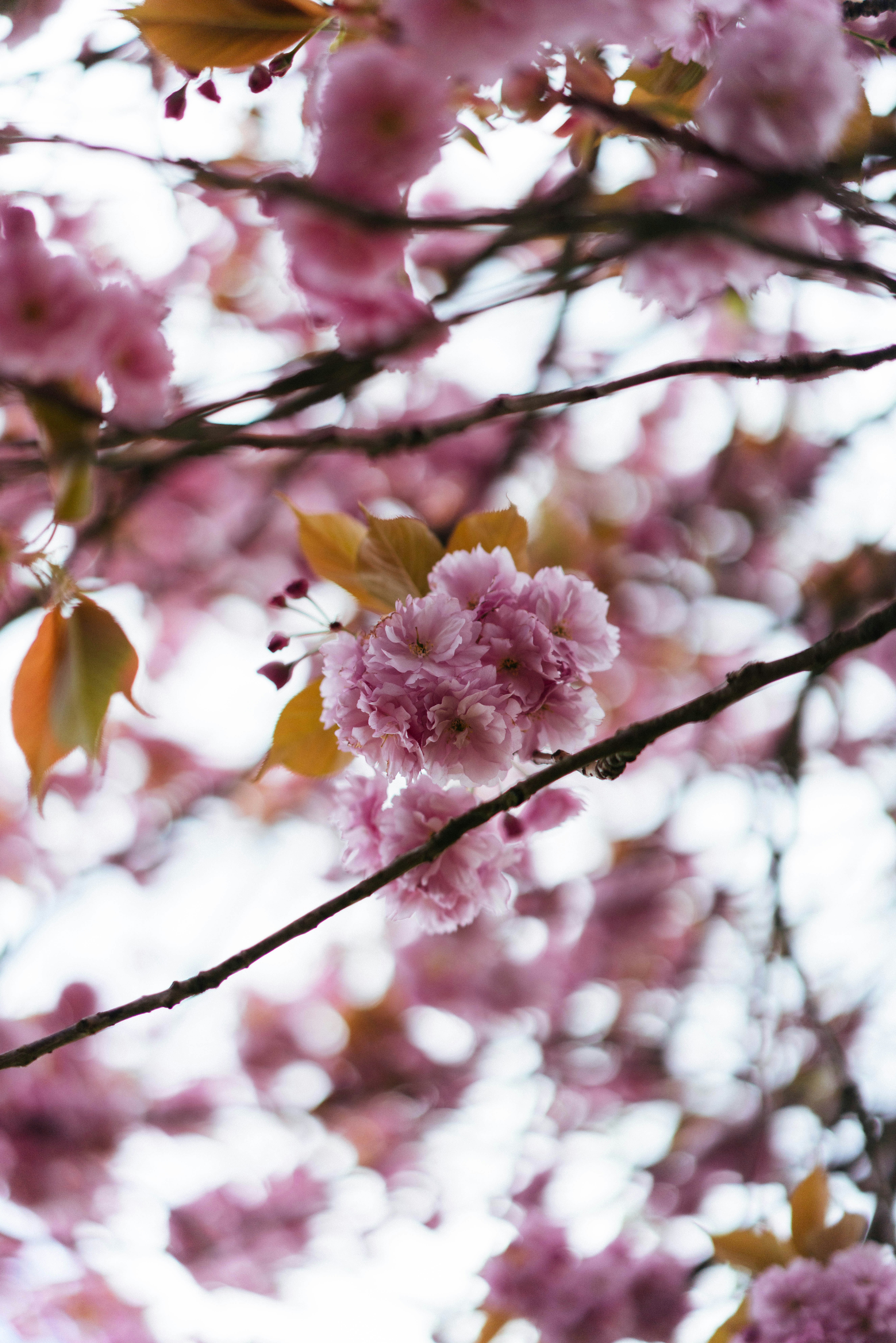 木の枝に咲くピンクの桜