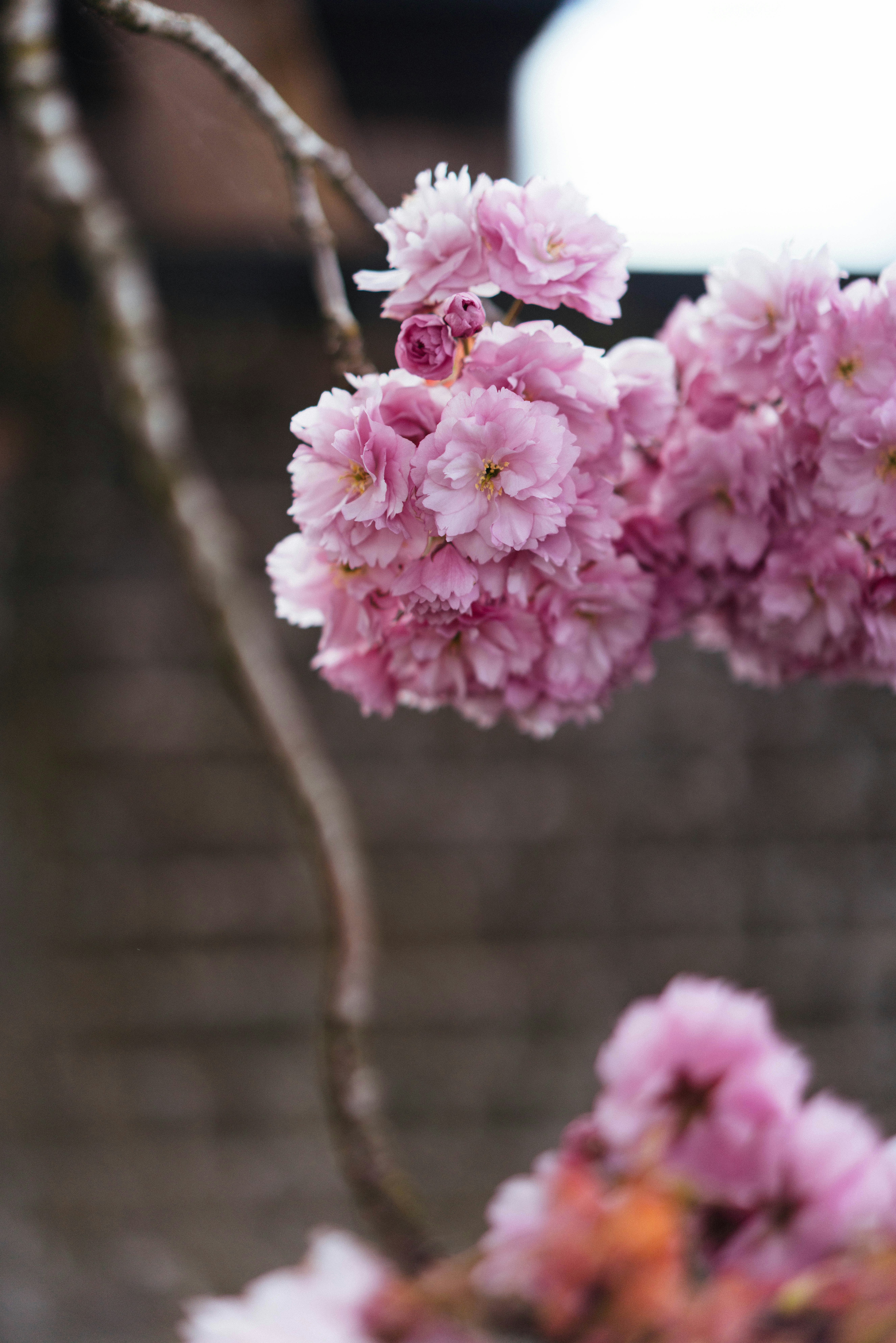 枝にかかる繊細なピンク色の桜