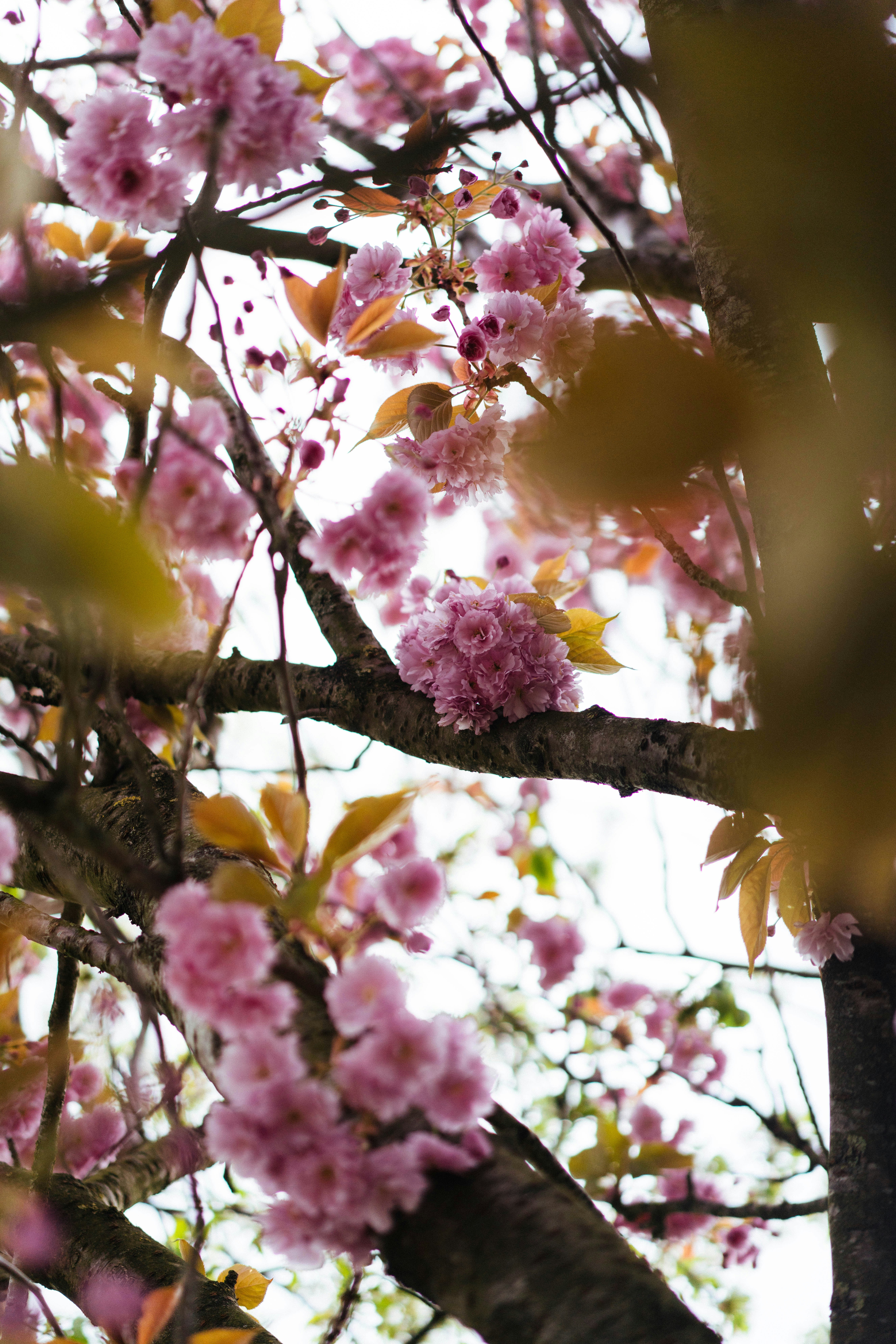 木の枝に咲くピンクの桜のクローズアップ